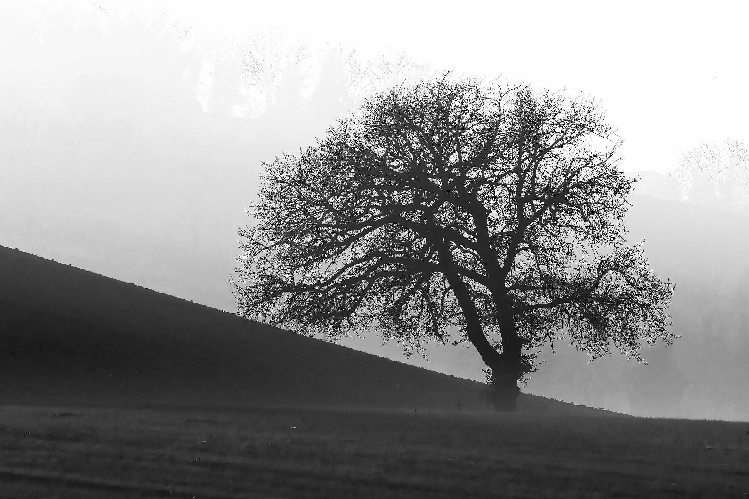 Tree from the Mist