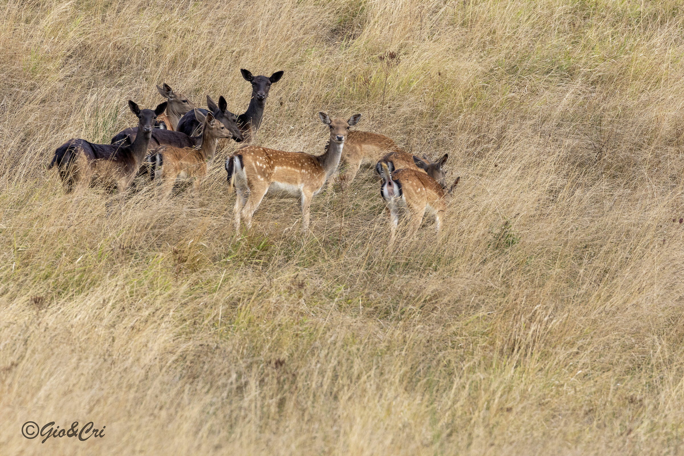 Fallow deer in Poggio alla Lastra