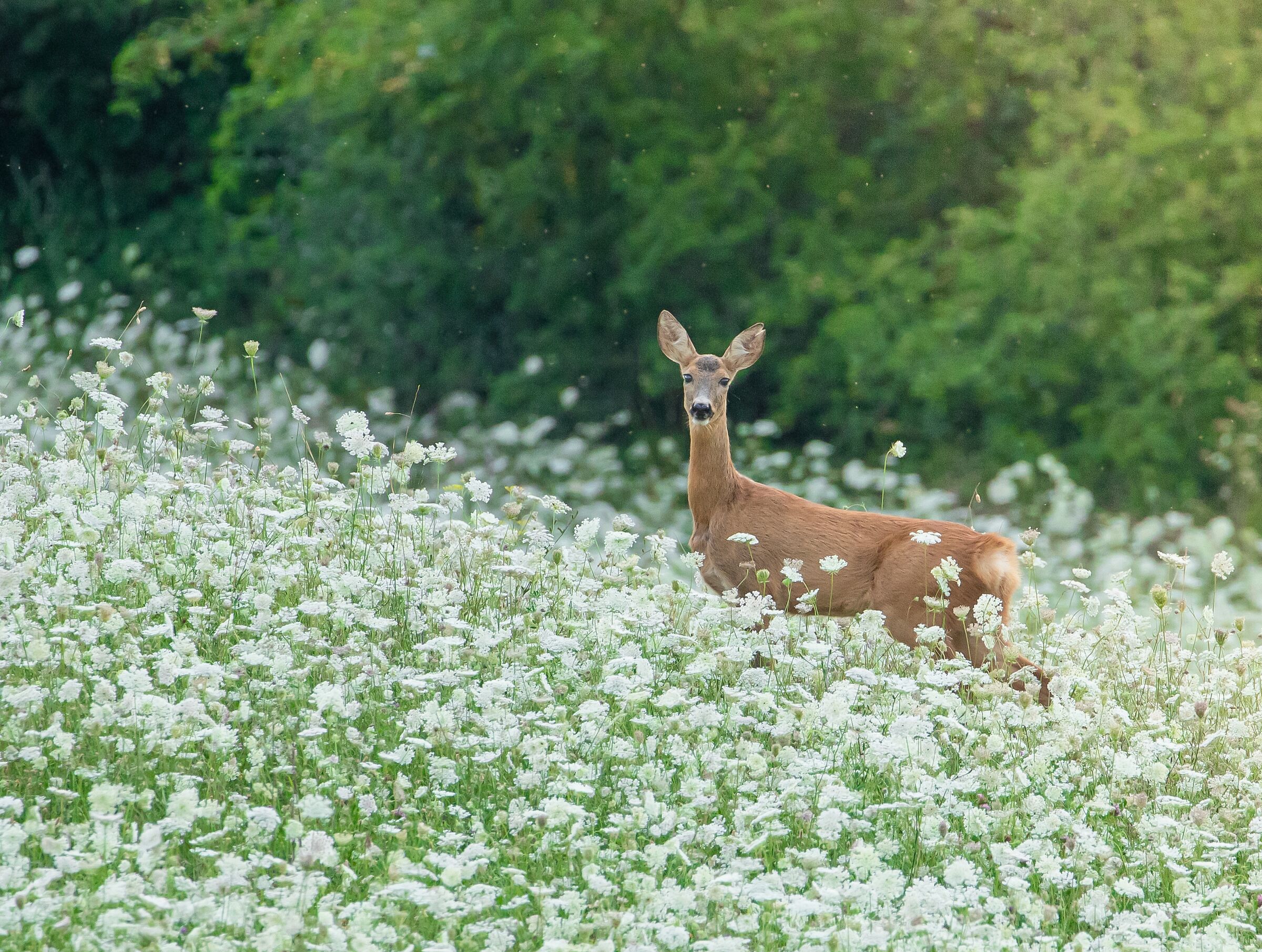 Tra i fiori (capriolo)