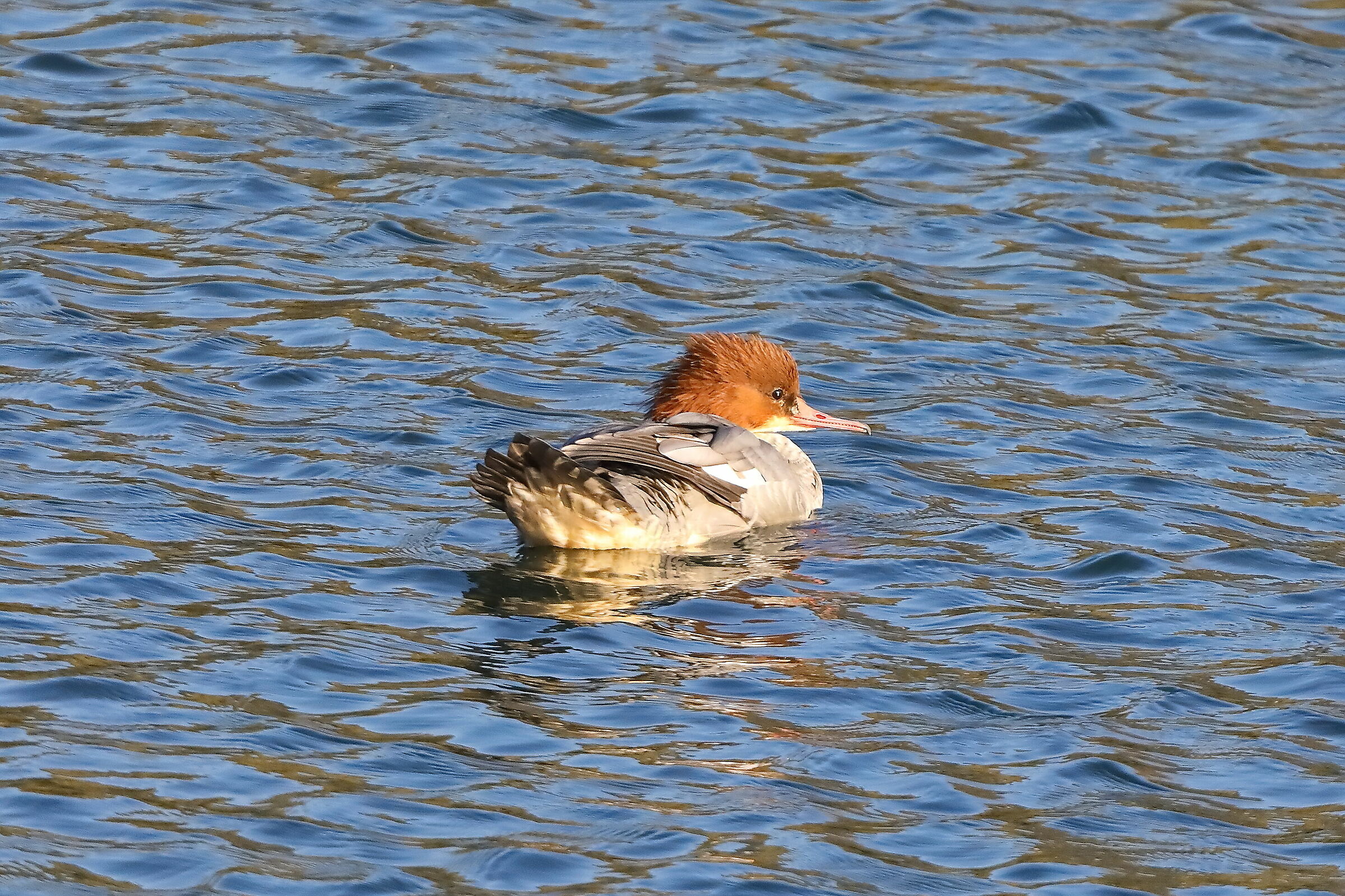 Merganser 12-11-2023