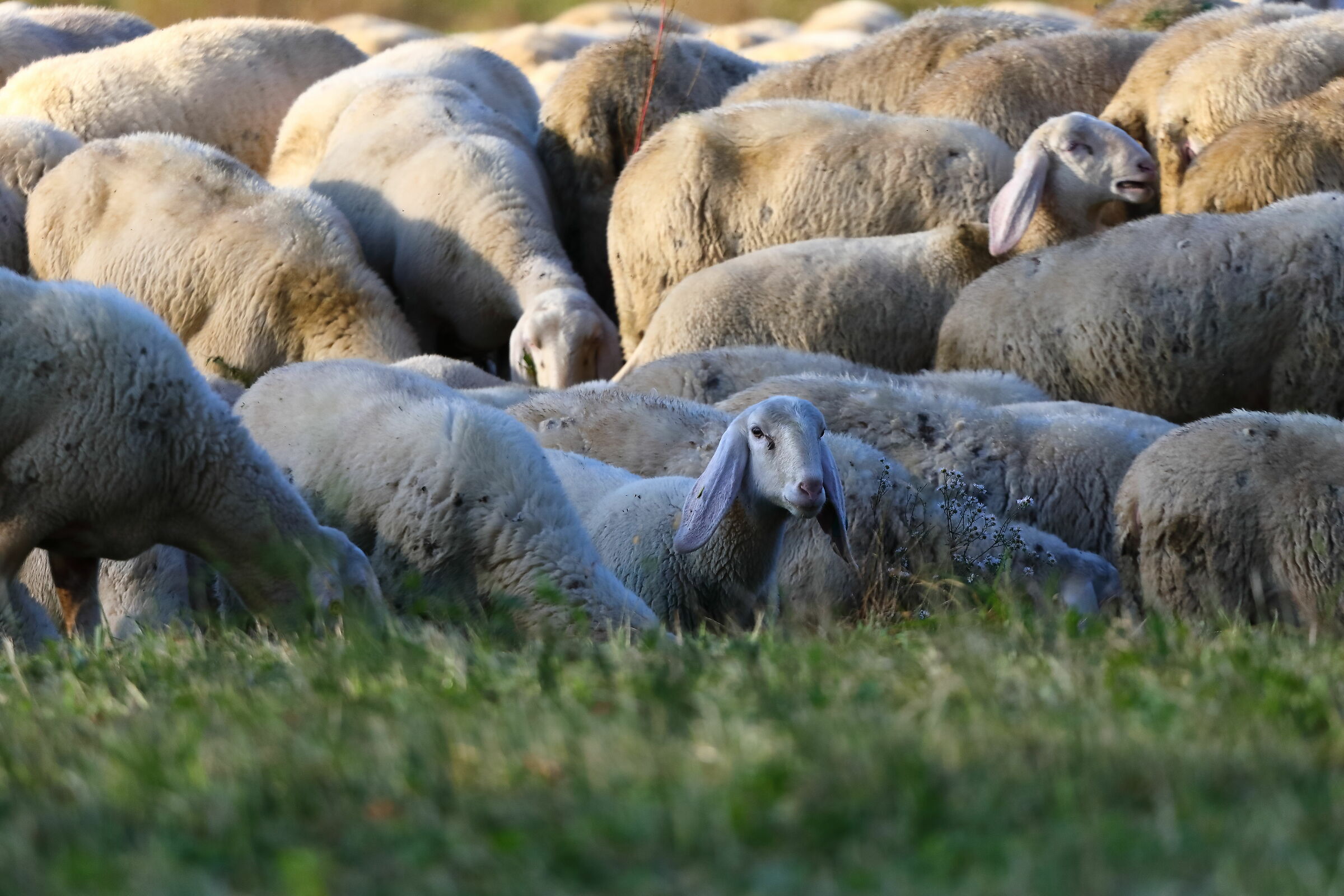 The flock 12-11-2023