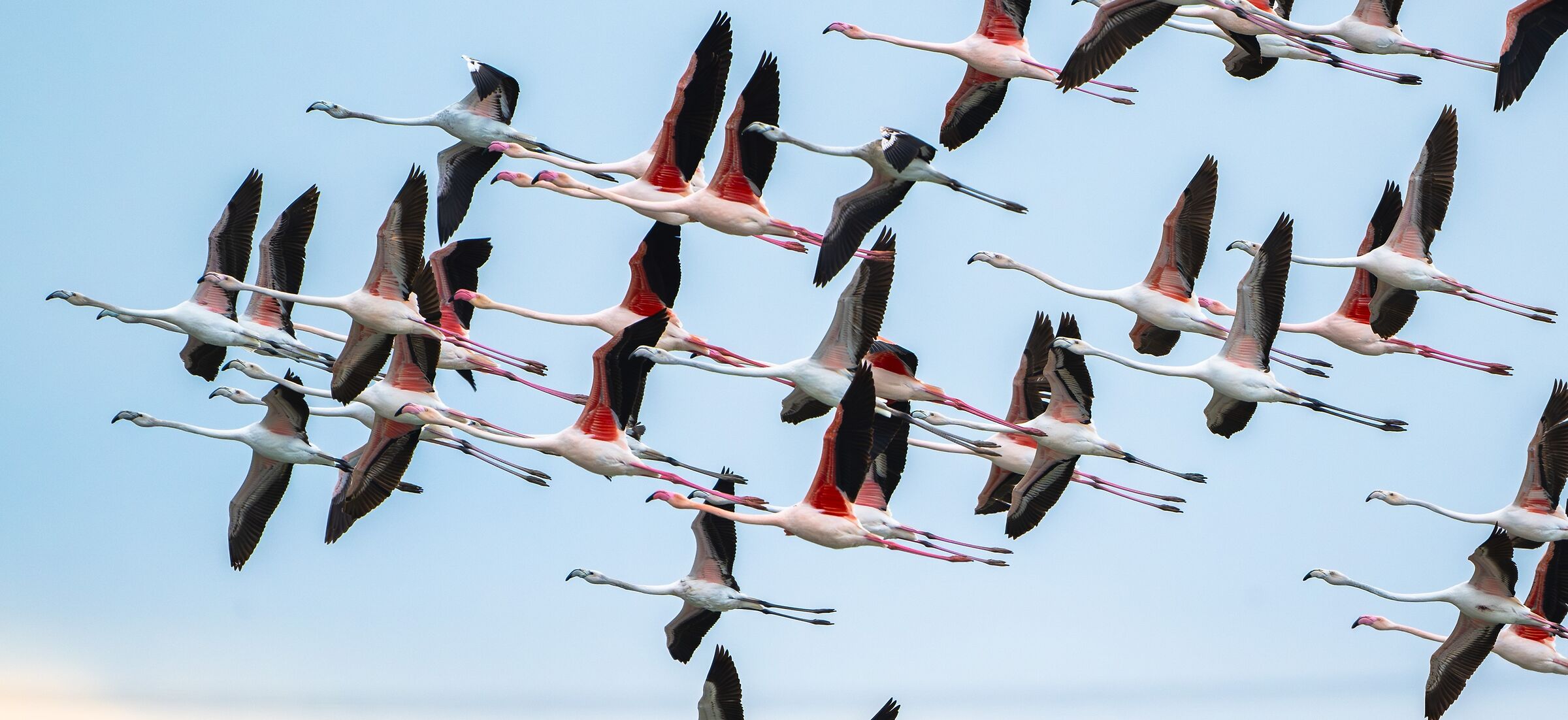 Crop Flamingos