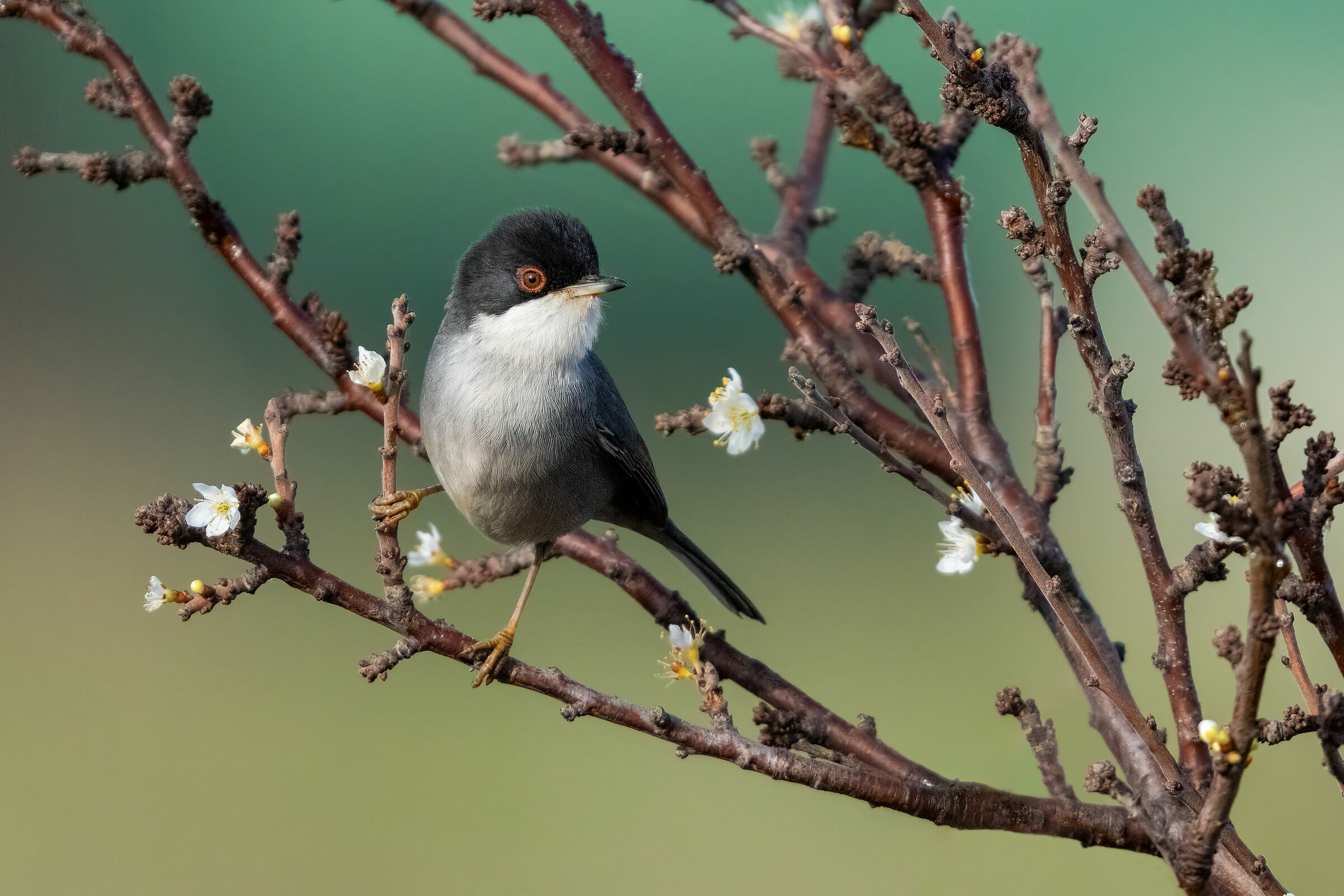 Occhiocotto (Sylvia melanocephala)