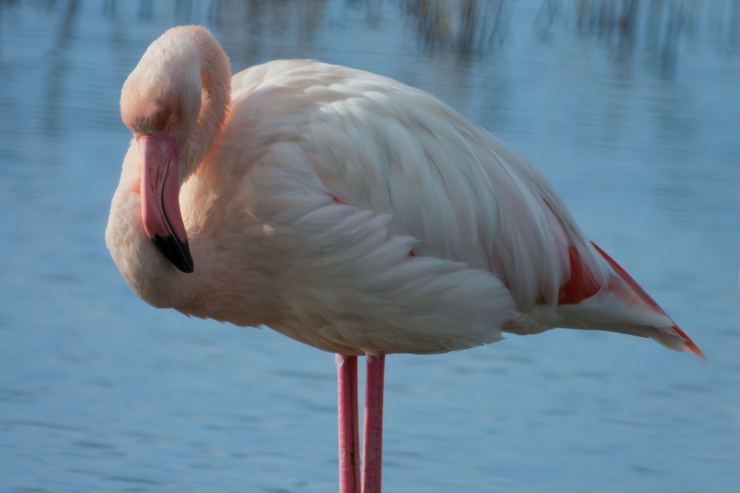 Flamingo