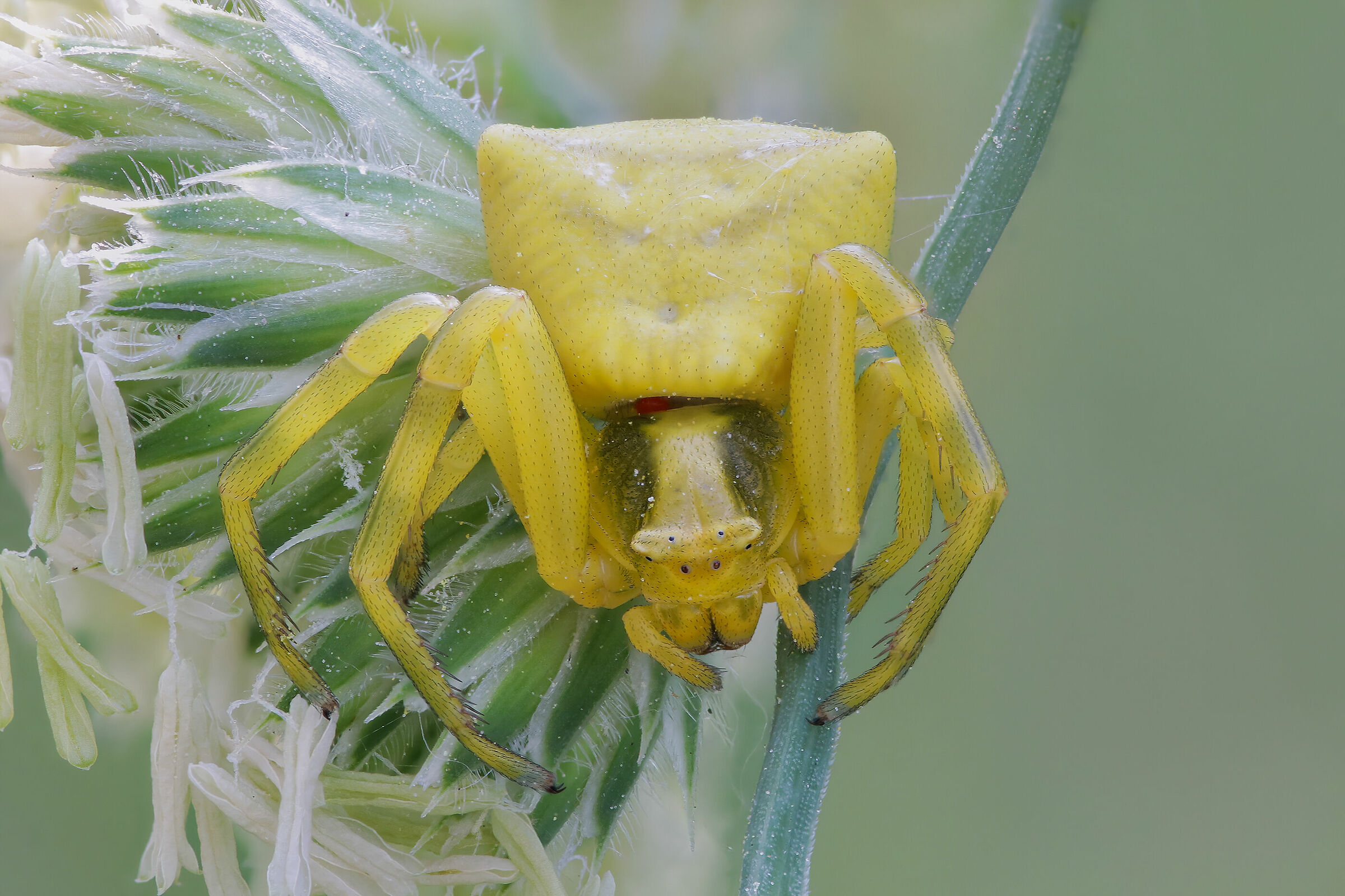 Thomisus onustus (with squatter tenant) according to FS
