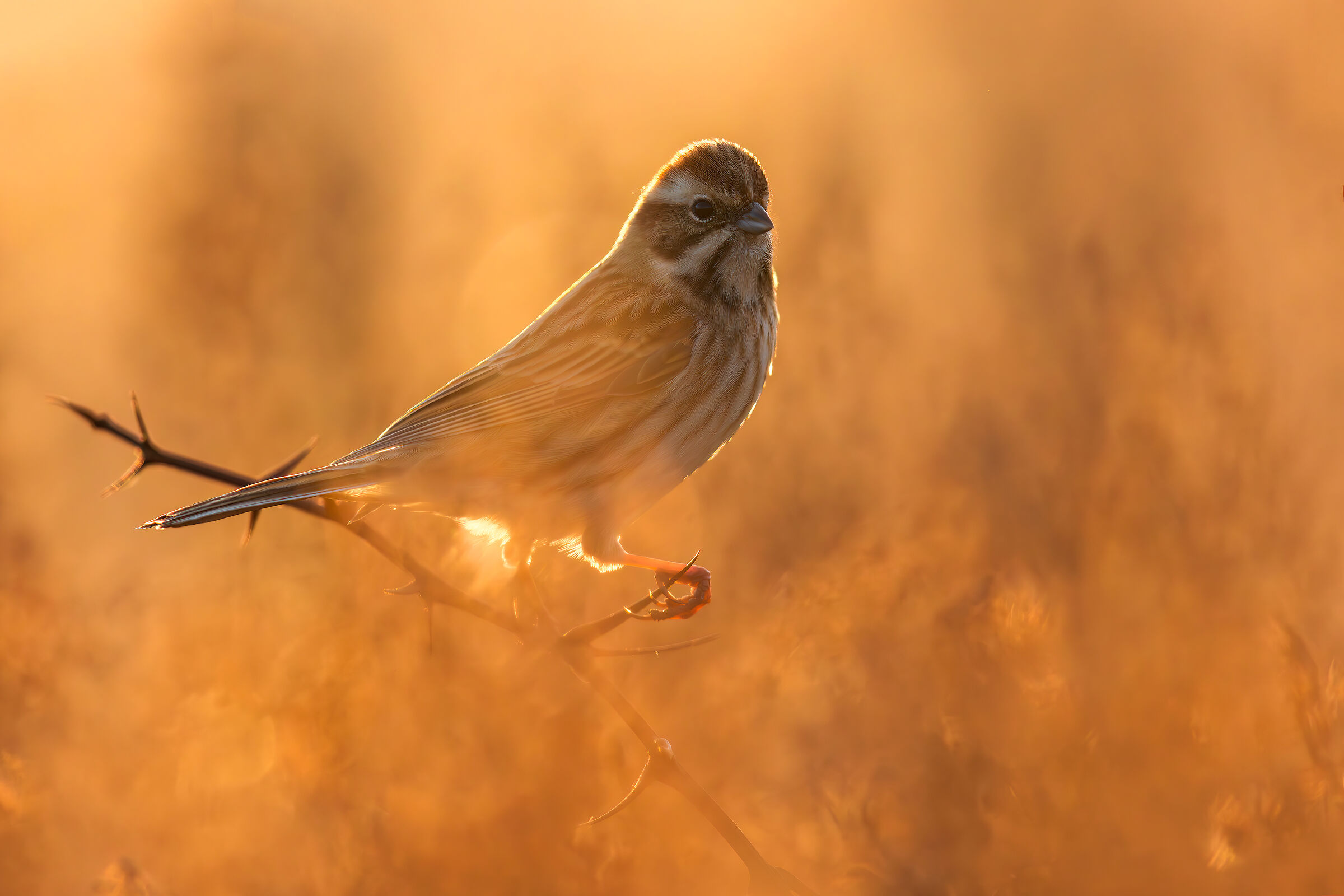 Migliarino di Palude