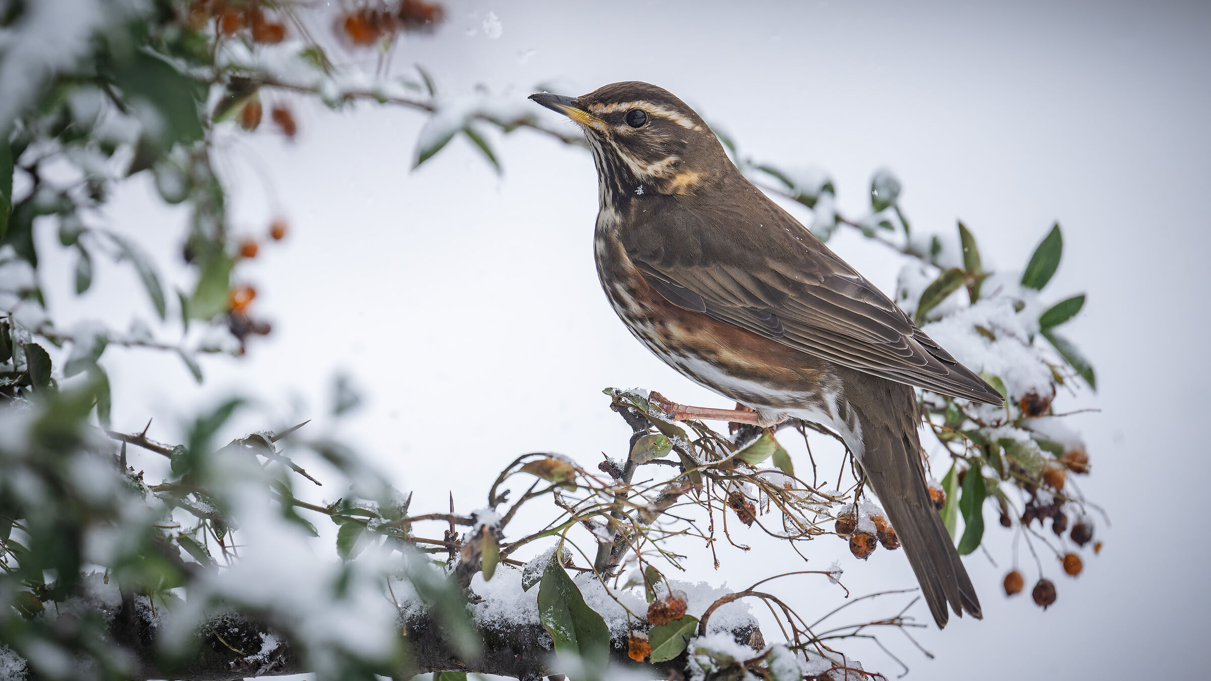 redwing