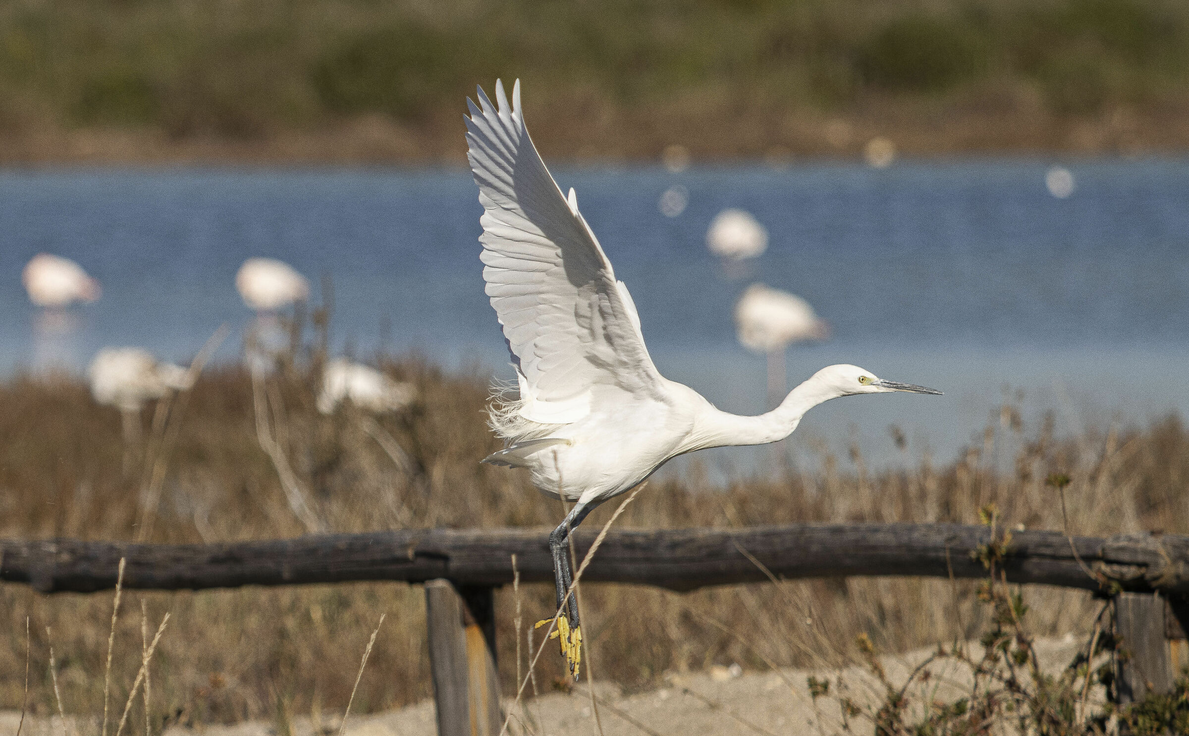 Egret at Salina Dei Monaci