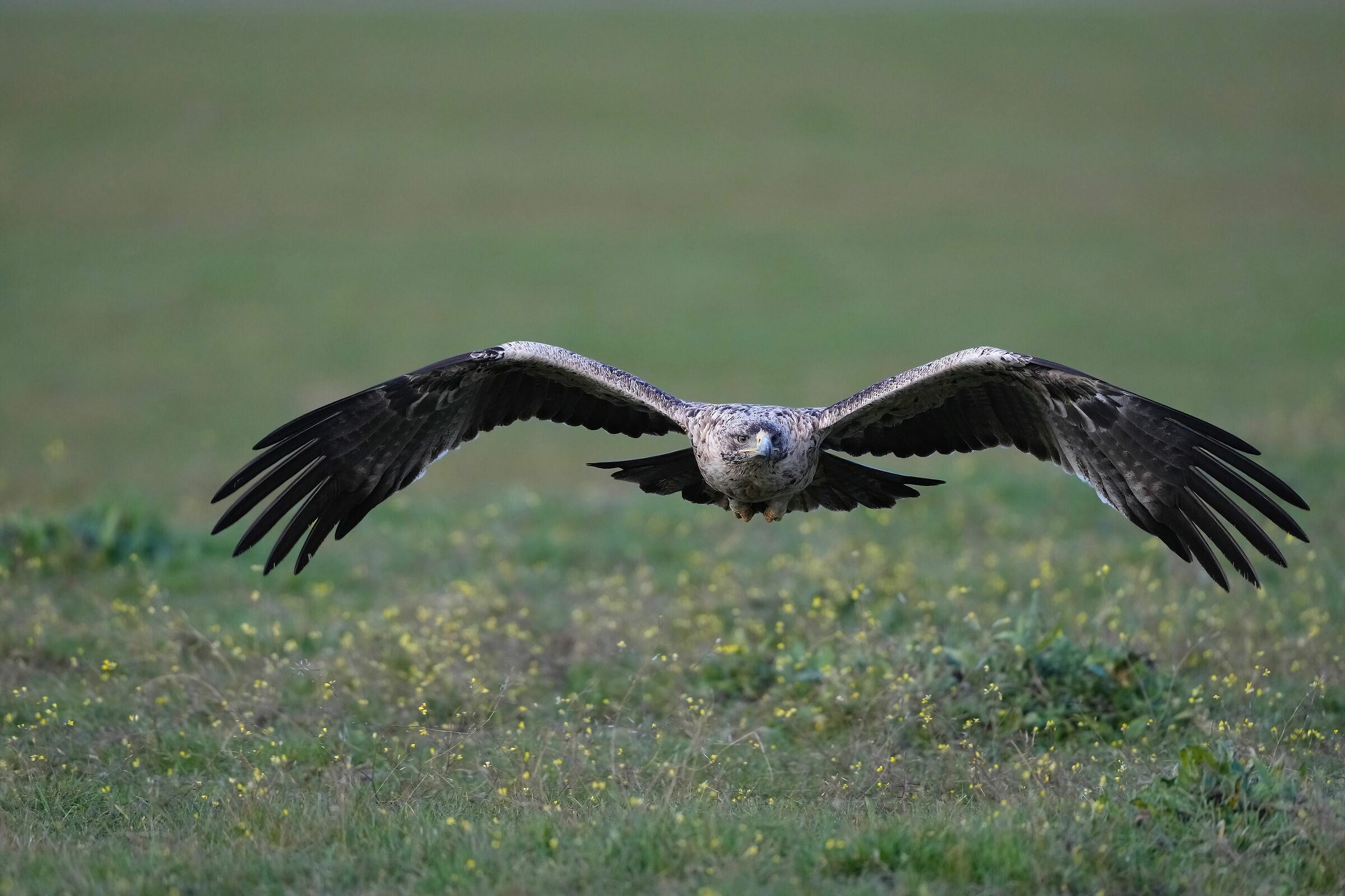 giovane aquila imperiale al decollo