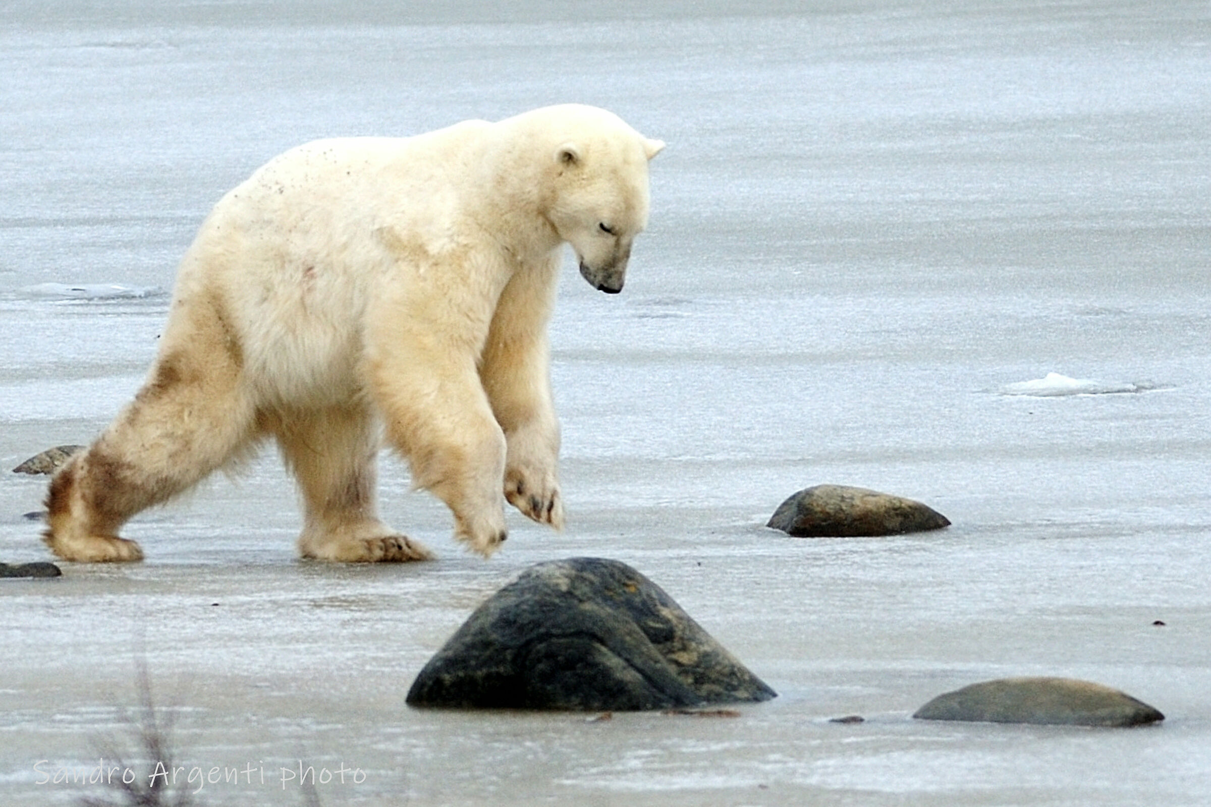 Orso Polare che batte le zampe sul Ghiaccio