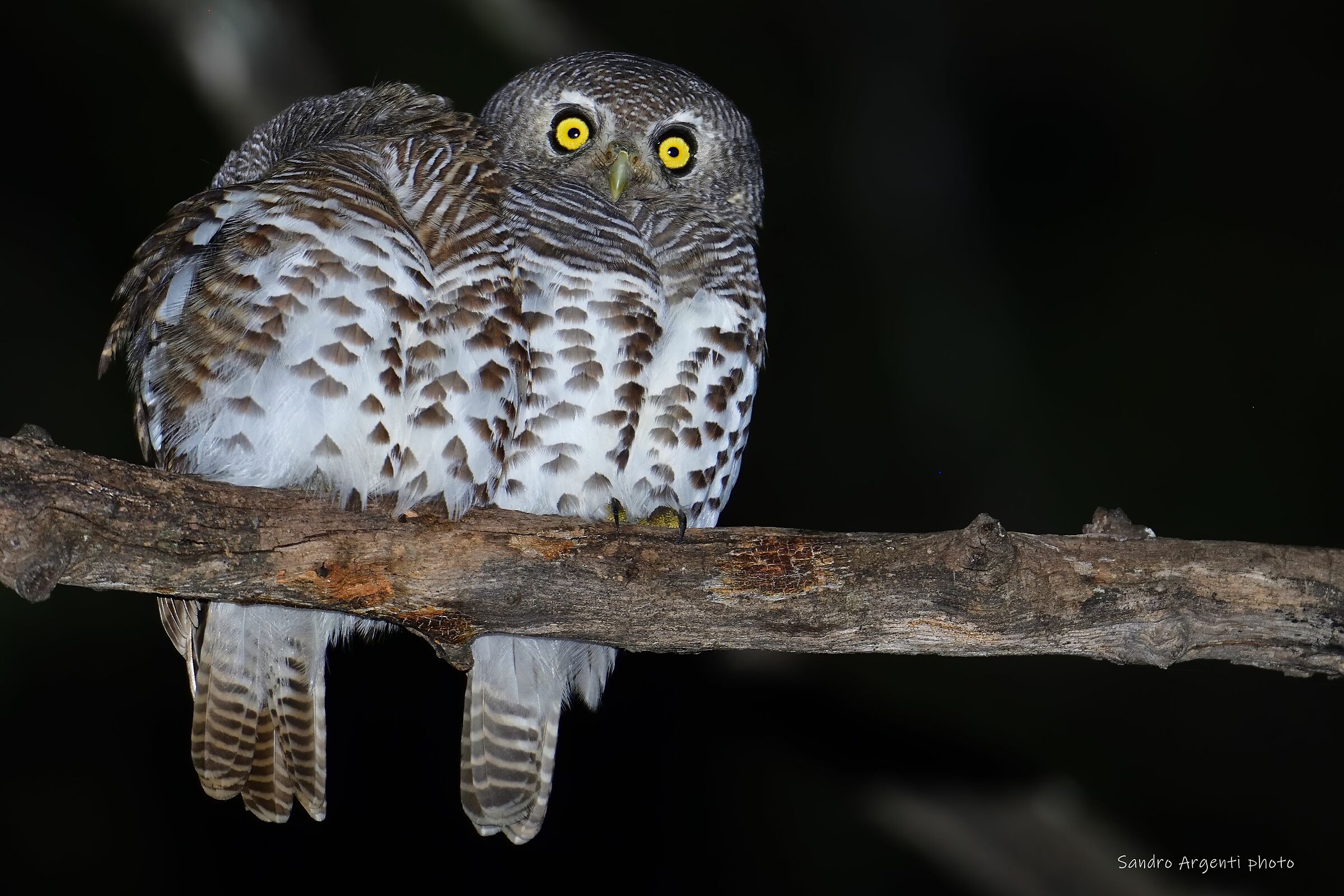 Coppia di Civette. Botswana.