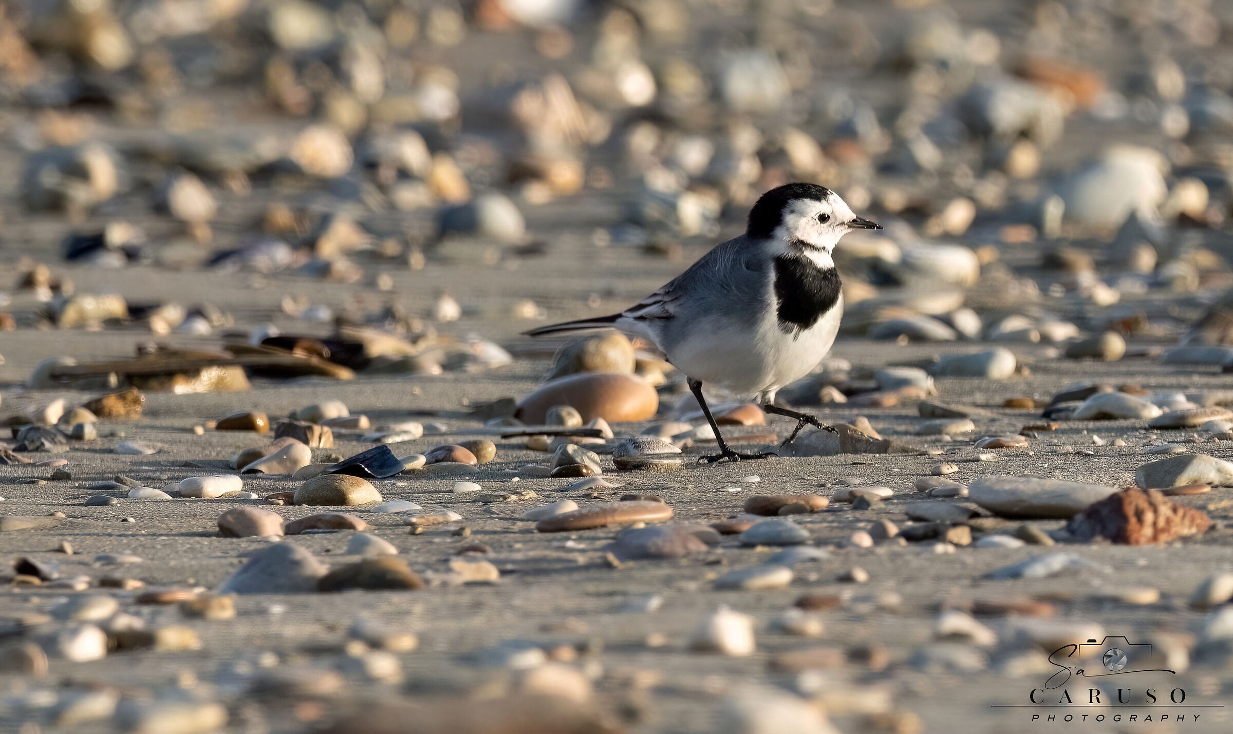 white wagtail
