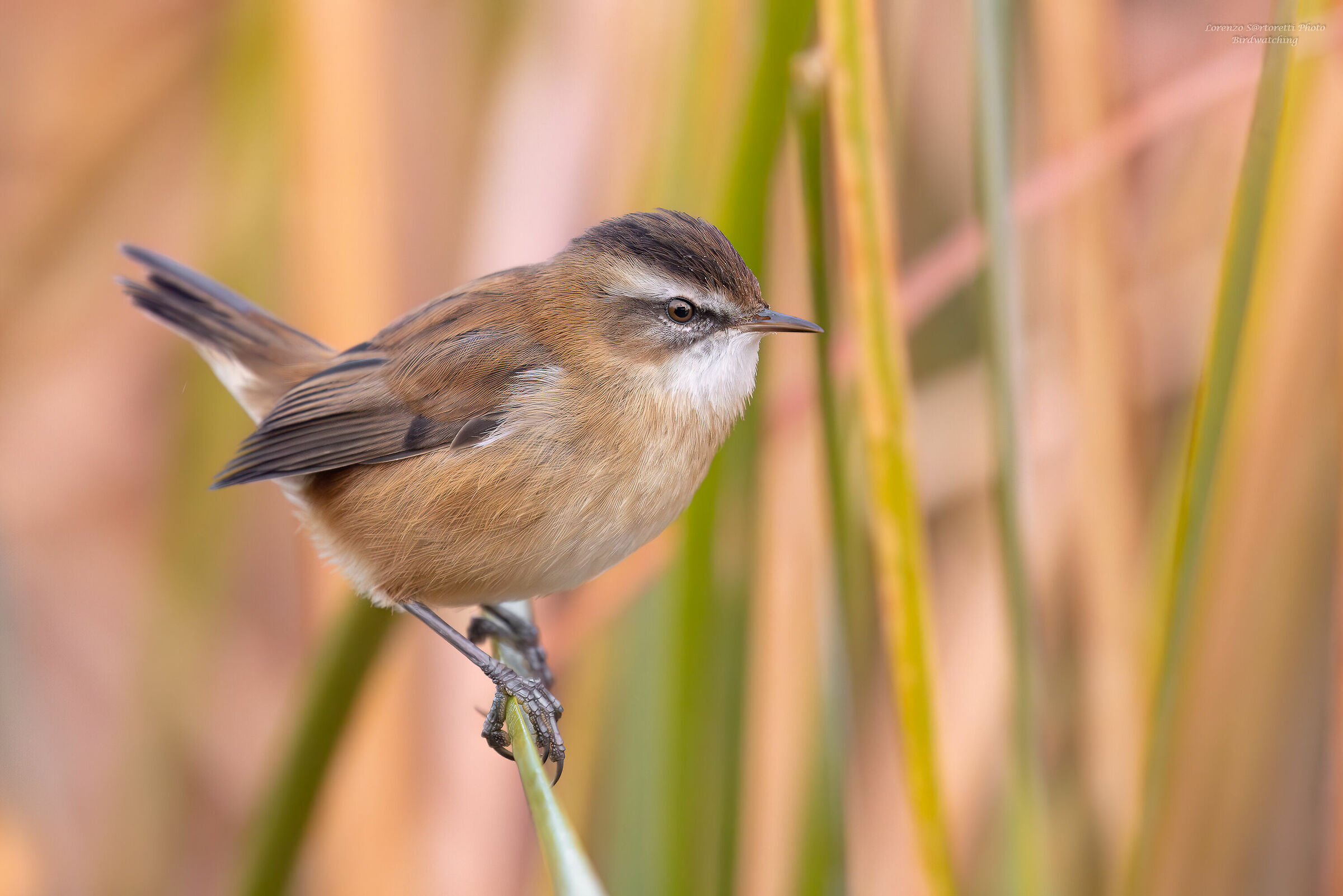 Forapaglie castagnolo