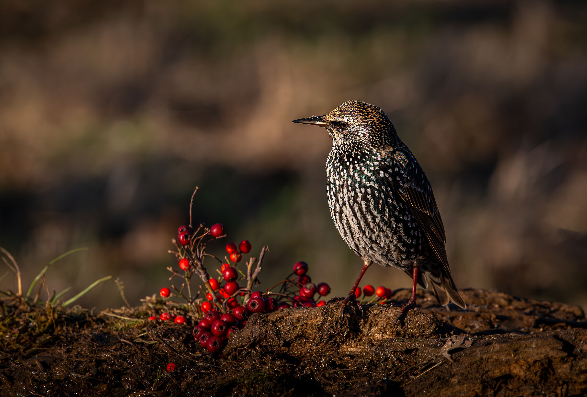 Cancellation - December 2023 Lombardy