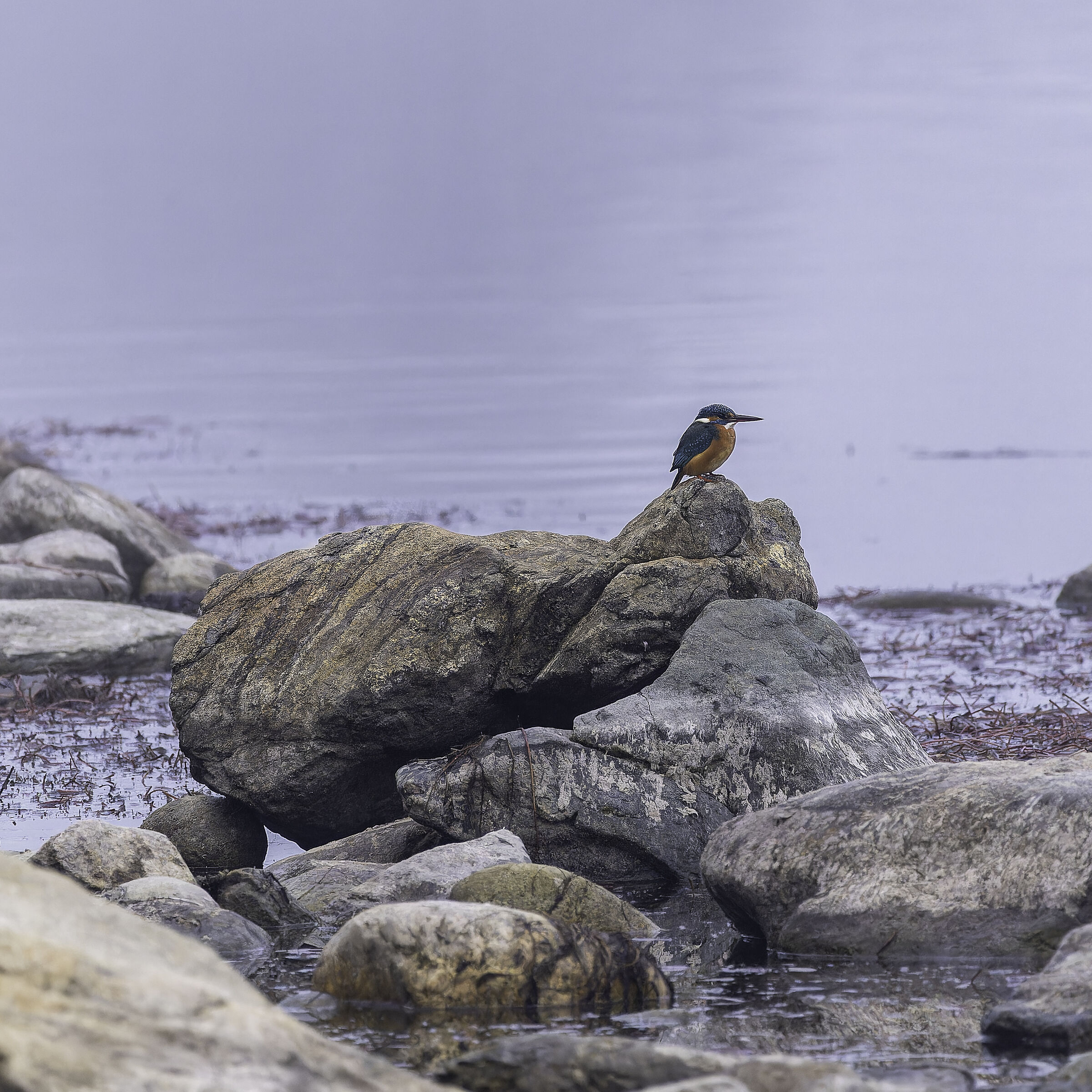 Il mio primo Martin Pescatore...
