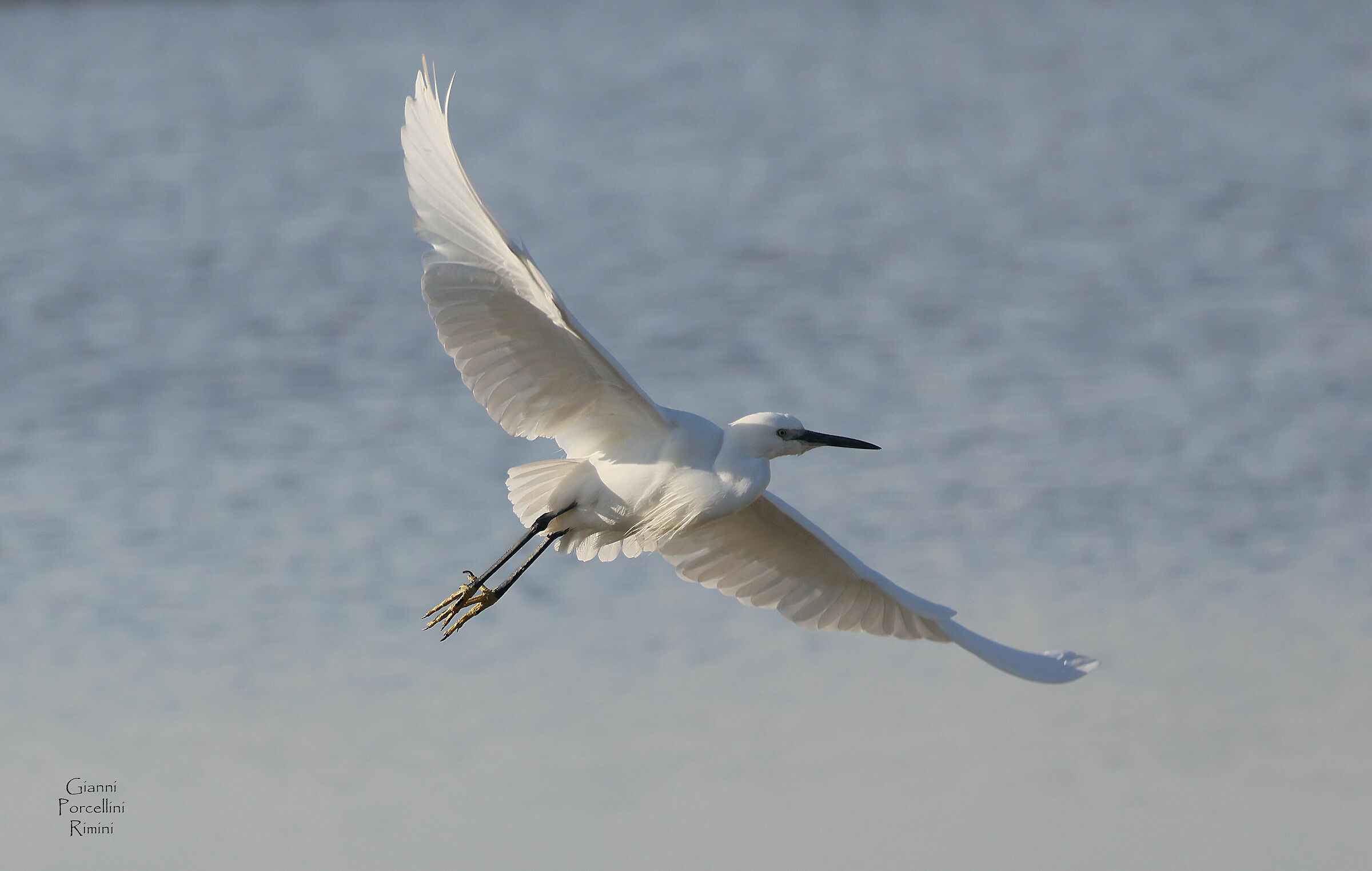 Garzetta - Saline di Cervia - 18.01.2024