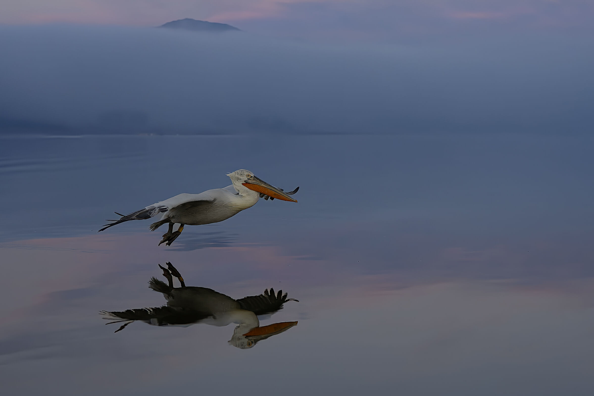 Mirrored Flight