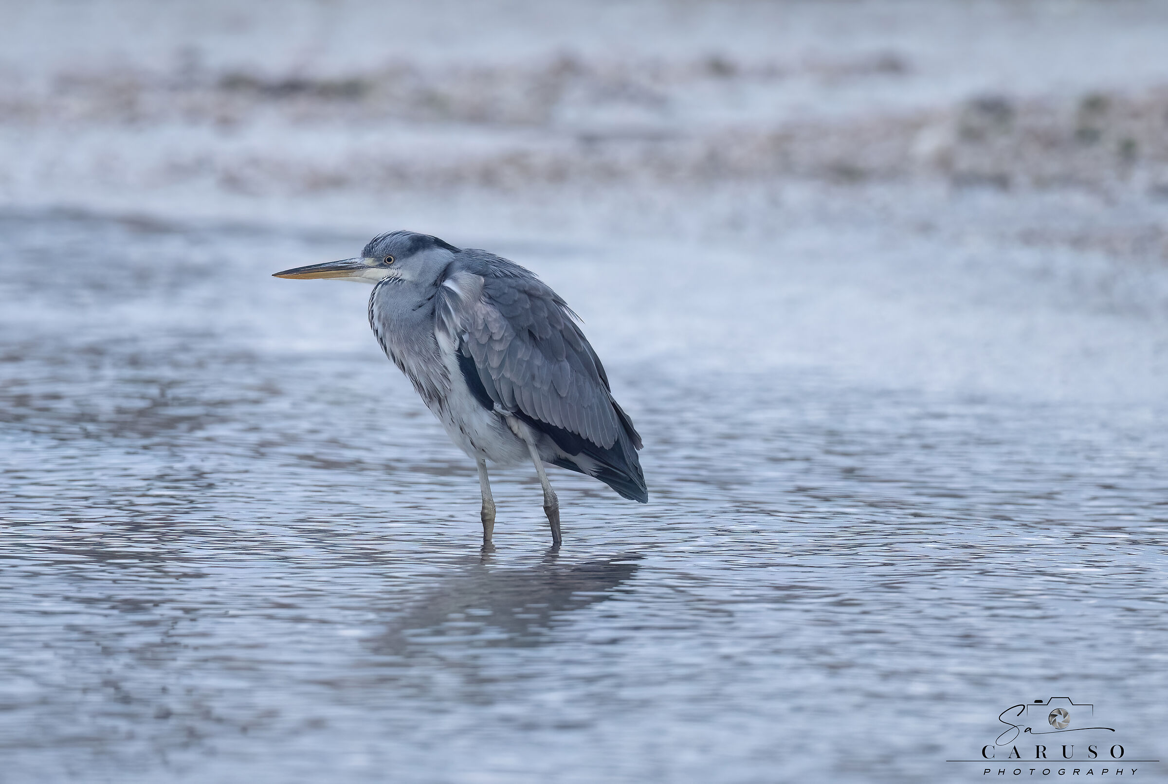 grey heron