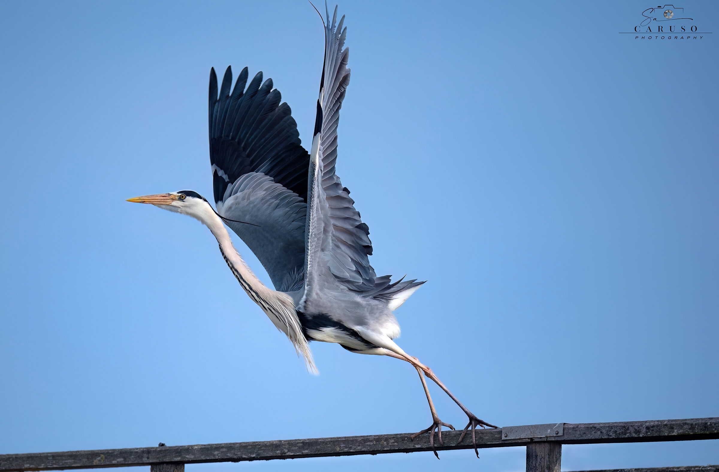 grey heron