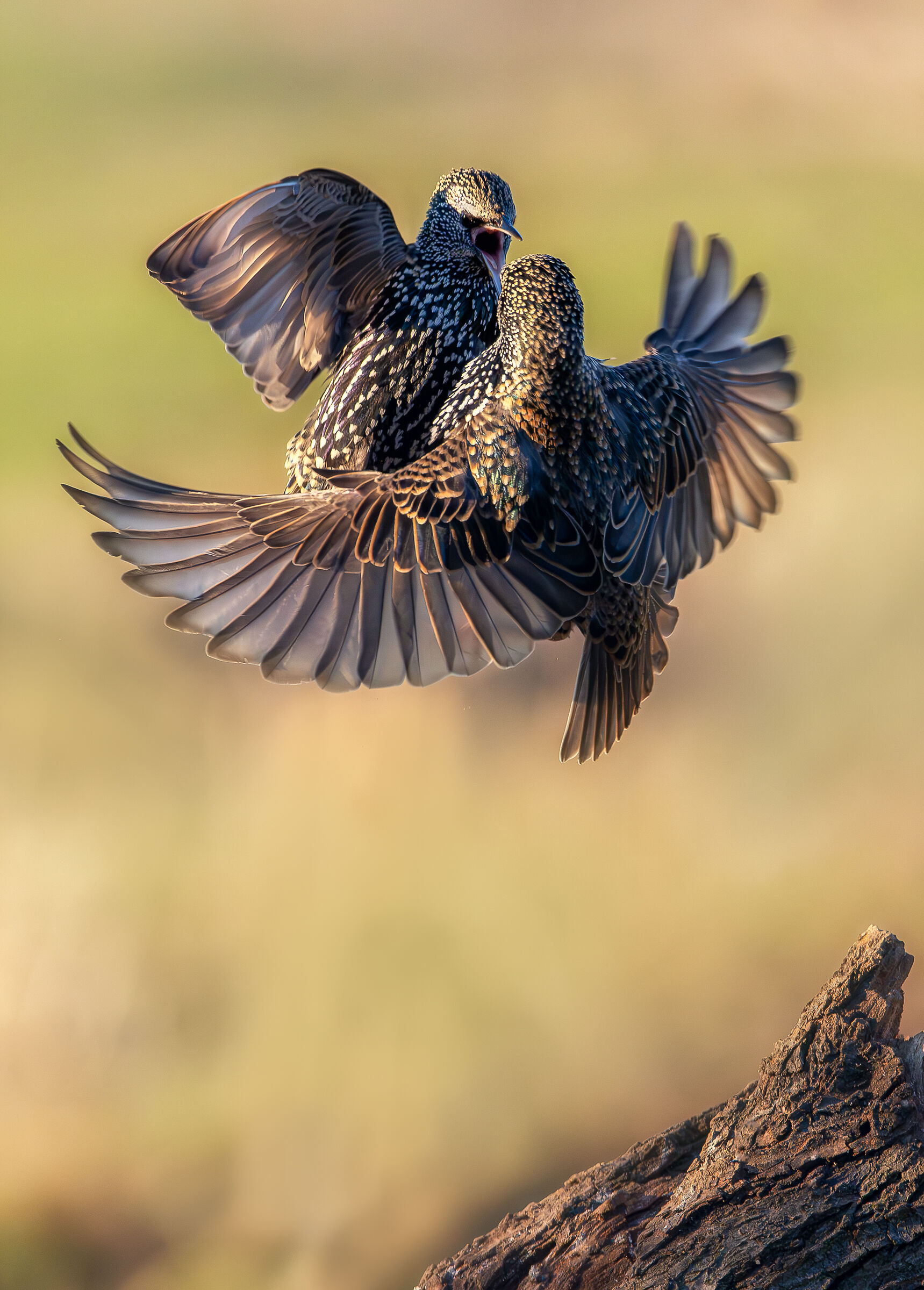 Contentious chargebacks