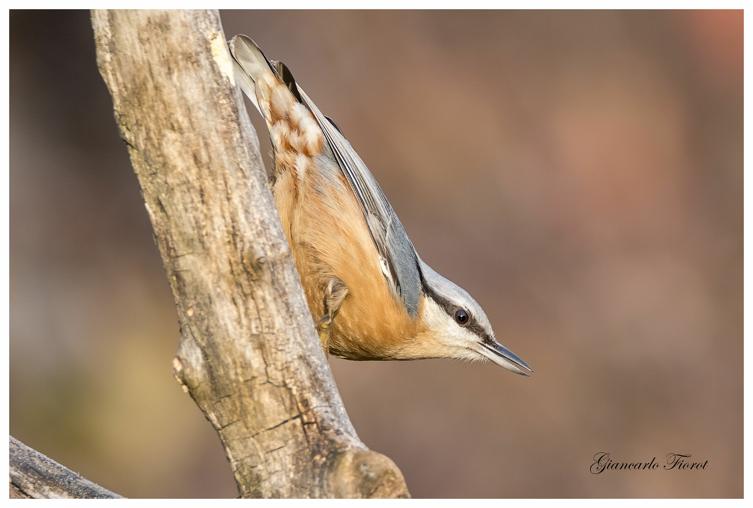 wood nuthatch