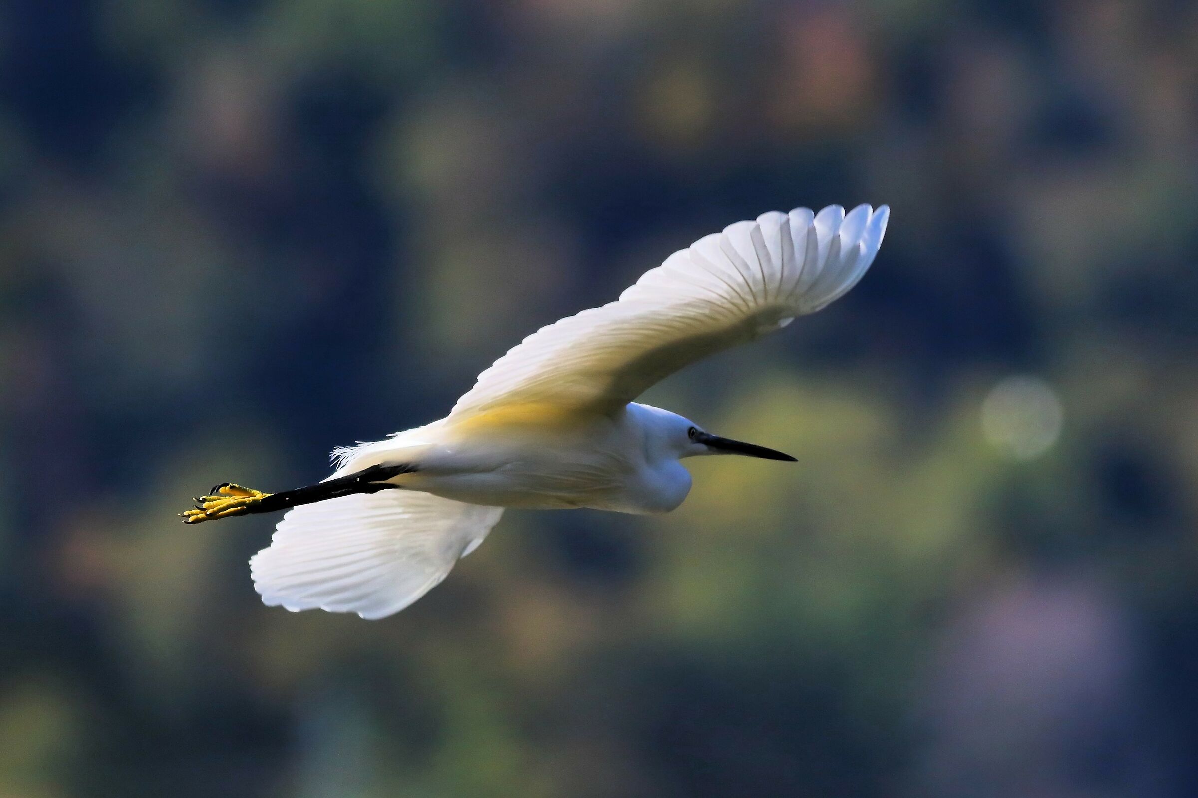 Egret 08-11-2023