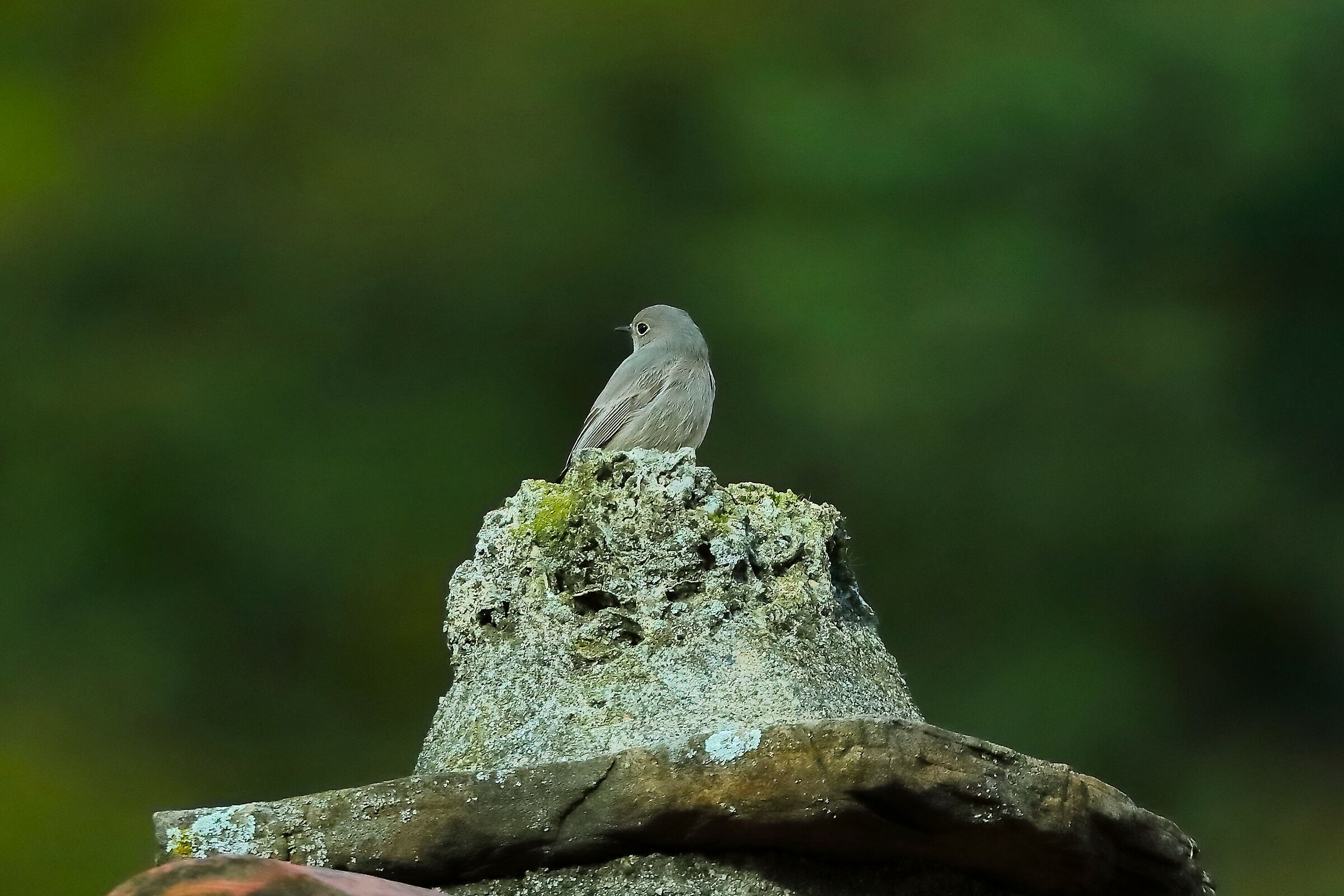 Redstart F 16-11-2023
