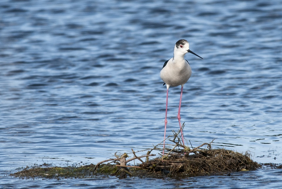 Echasse blanche ( Cavaliere d'Italia Corso)