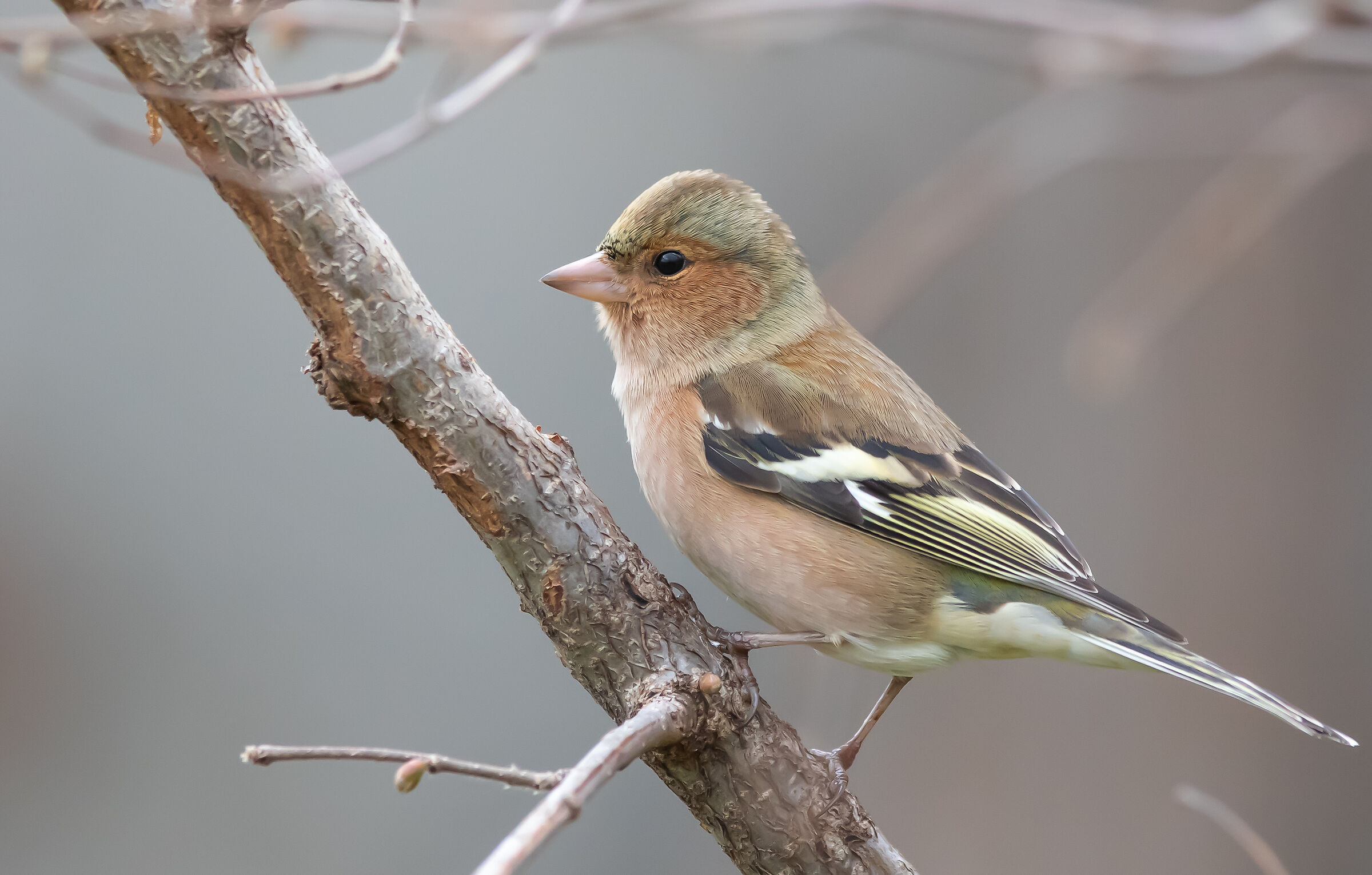 Chaffinch