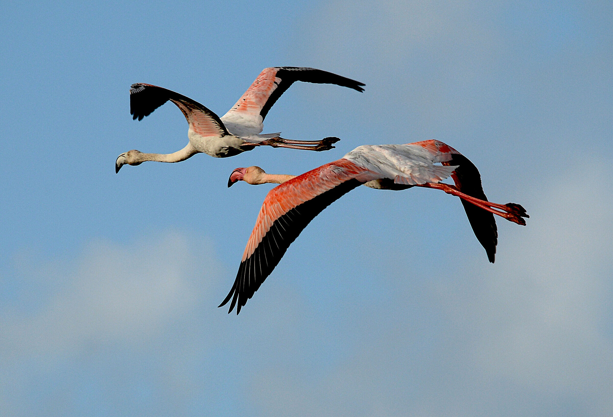 Pink Flamingos at the Swamps of Hell