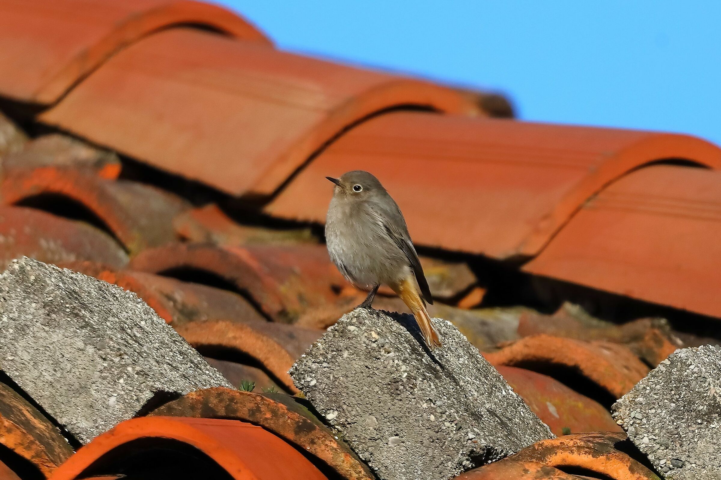 Redstart F 20-11-2023