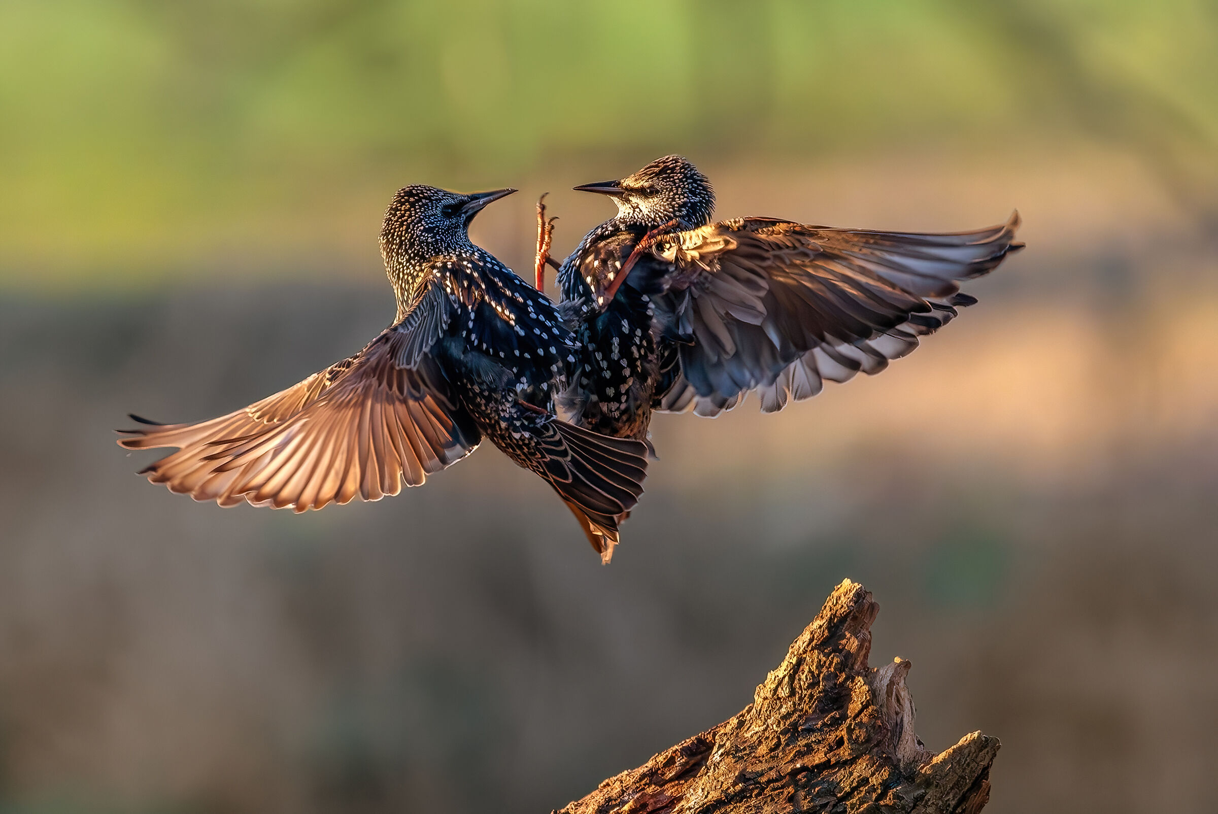 Reversal #capannocora