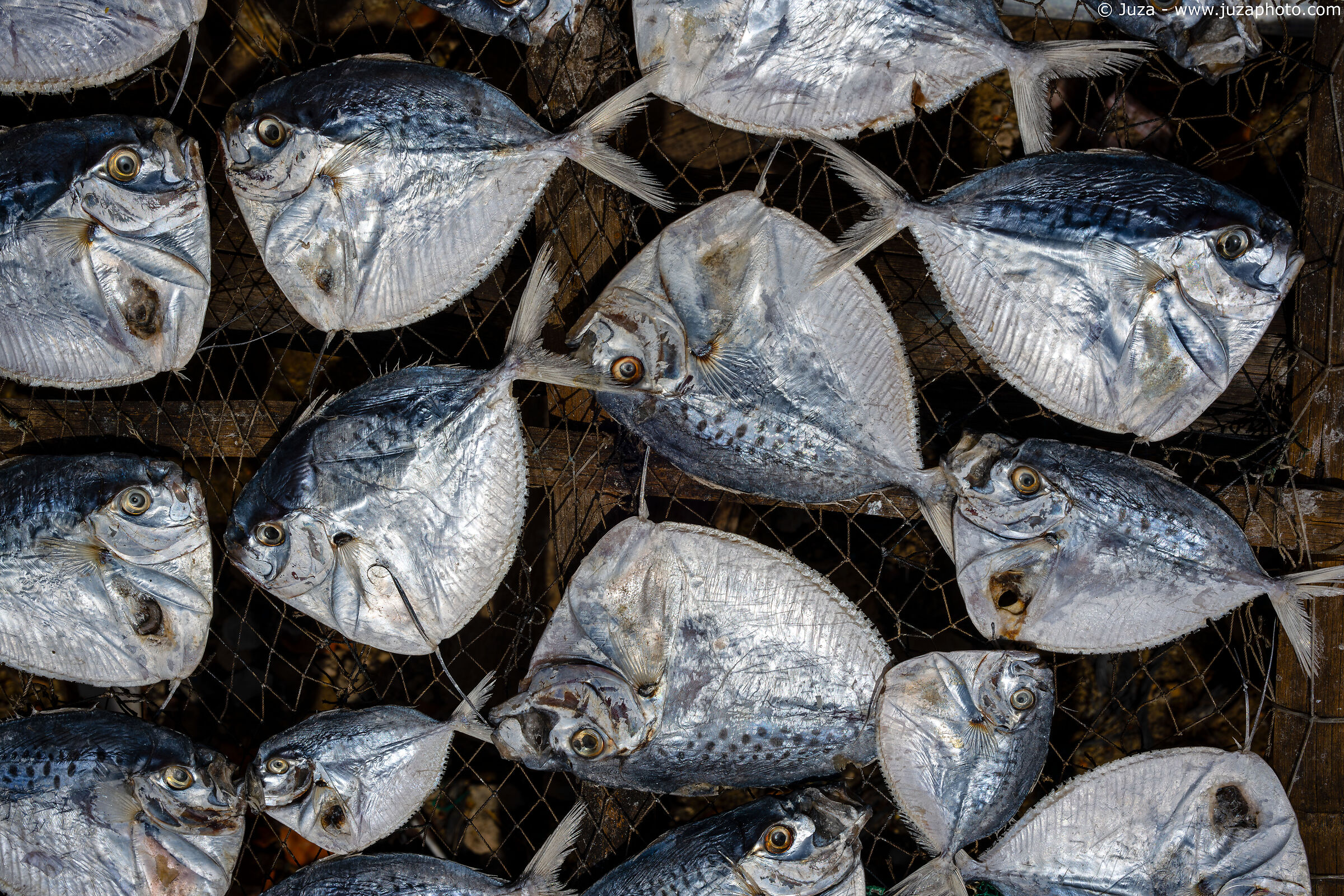 Pattern di pesci al sole