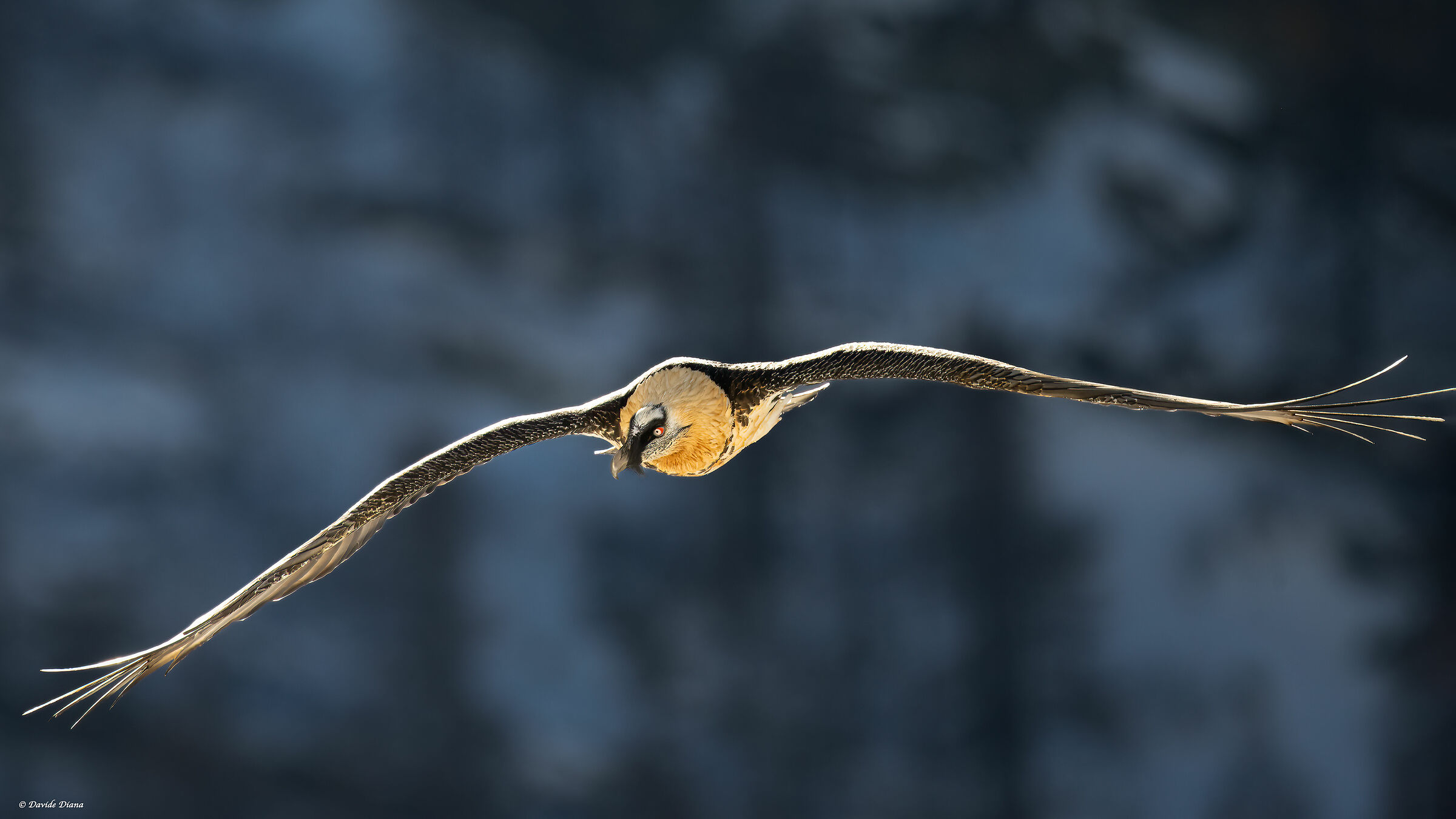 Gypaetus barbatus - Gran Paradiso National Park