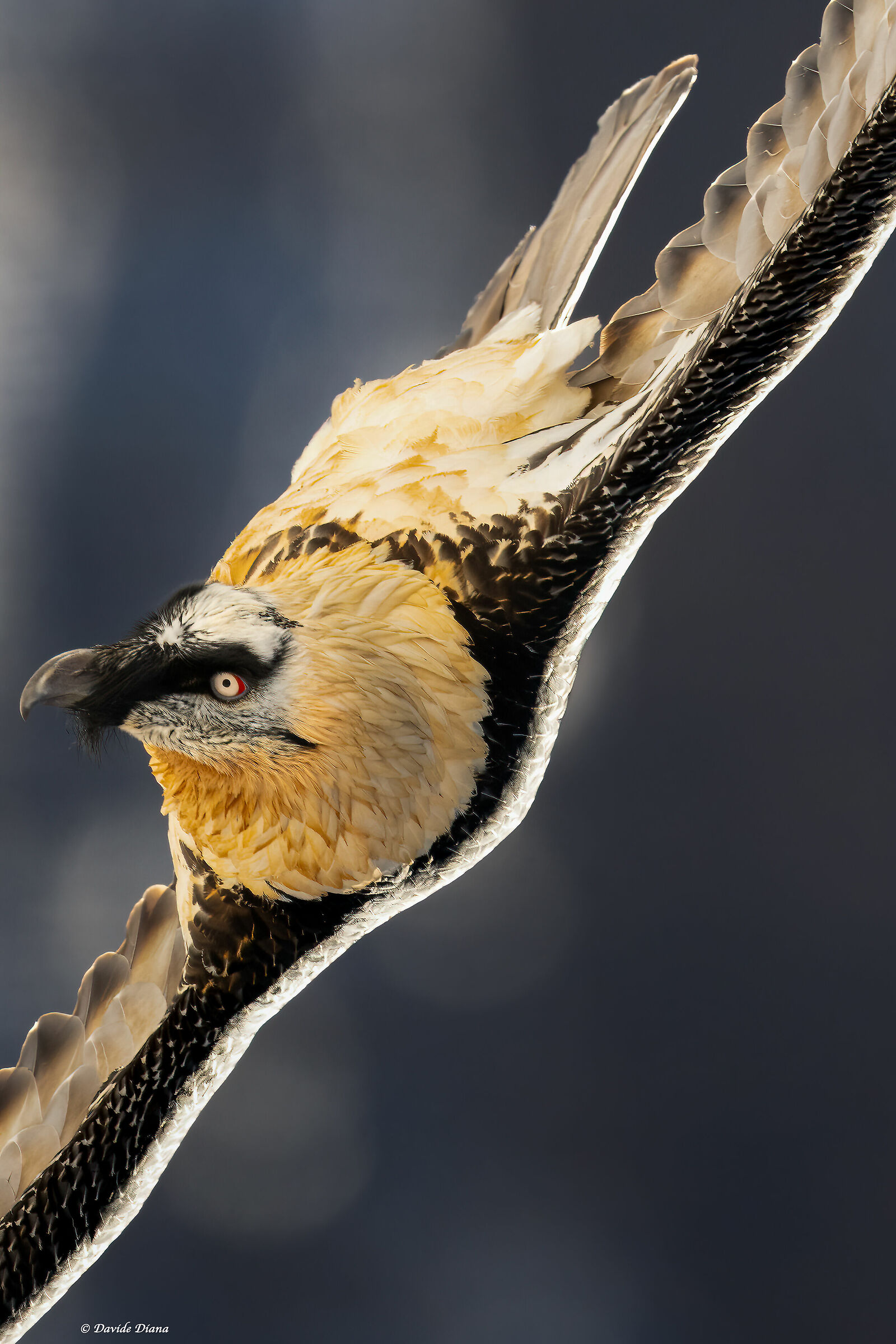 Gypaetus barbatus - Gran Paradiso National Park