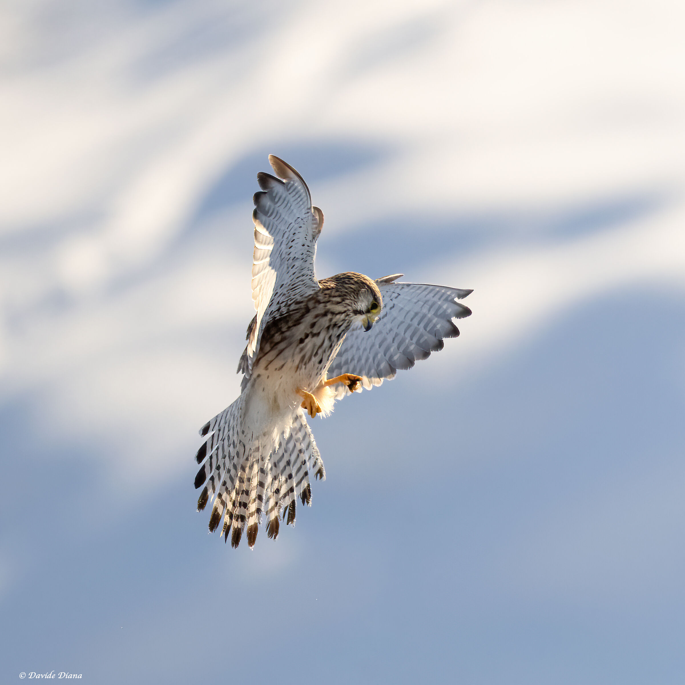Kestrel - Gran Paradiso National Park