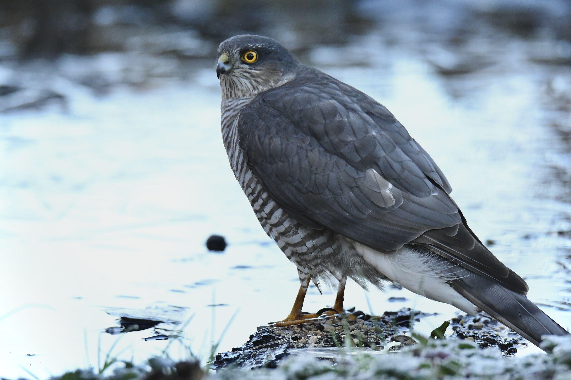 Sparrowhawk