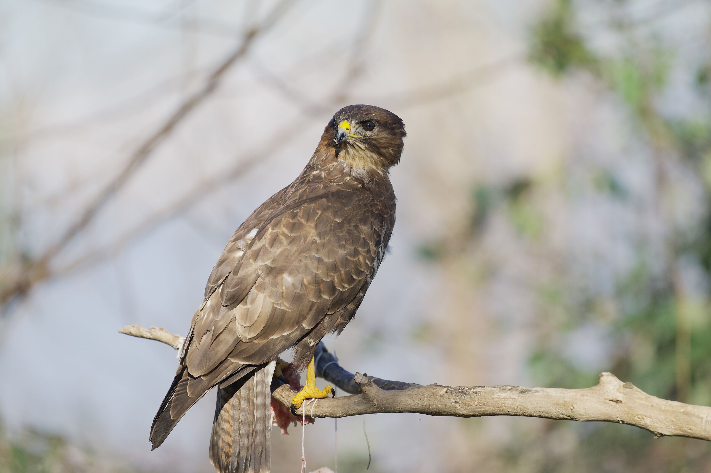 Buzzard