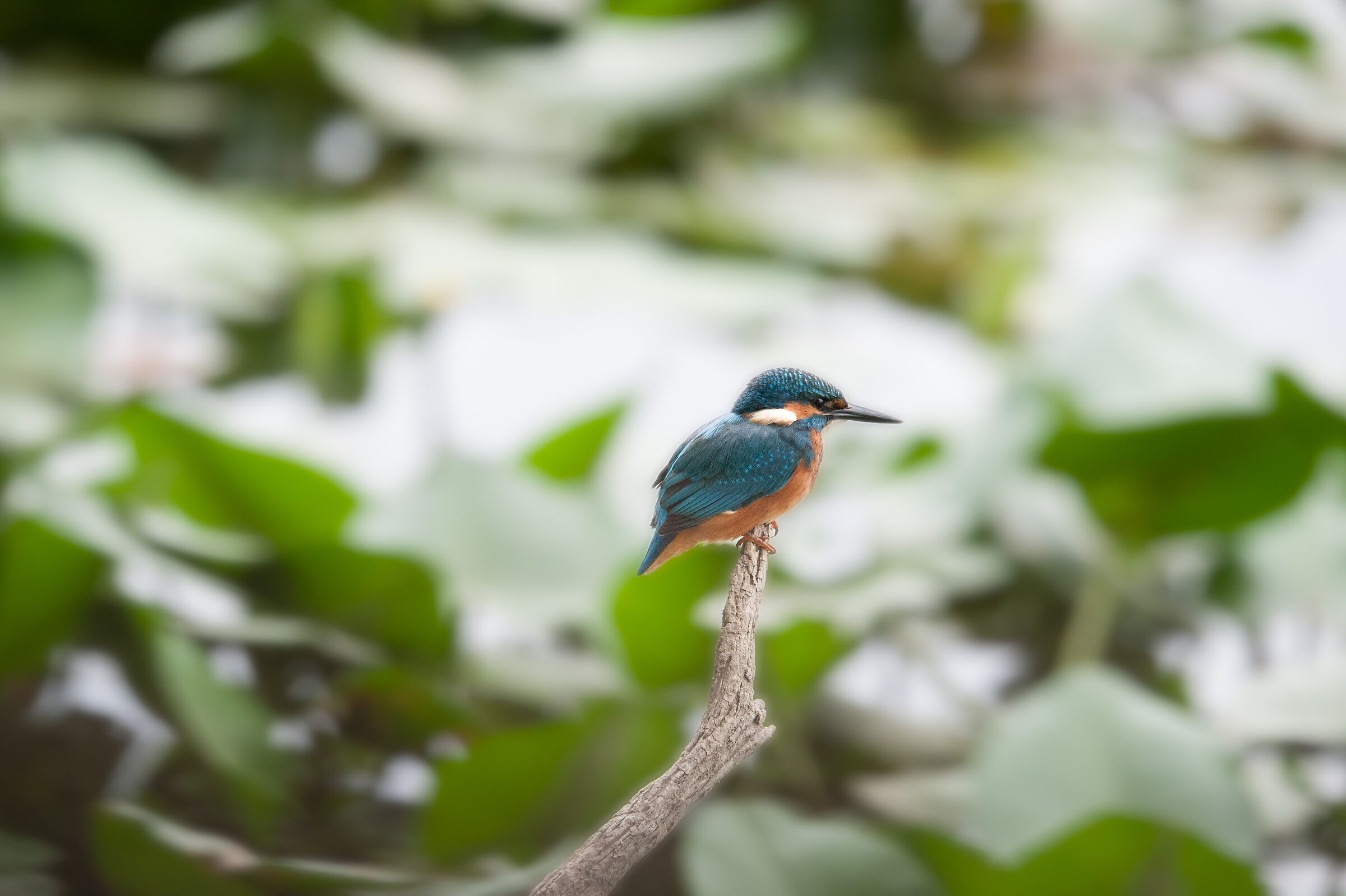 Kingfisher