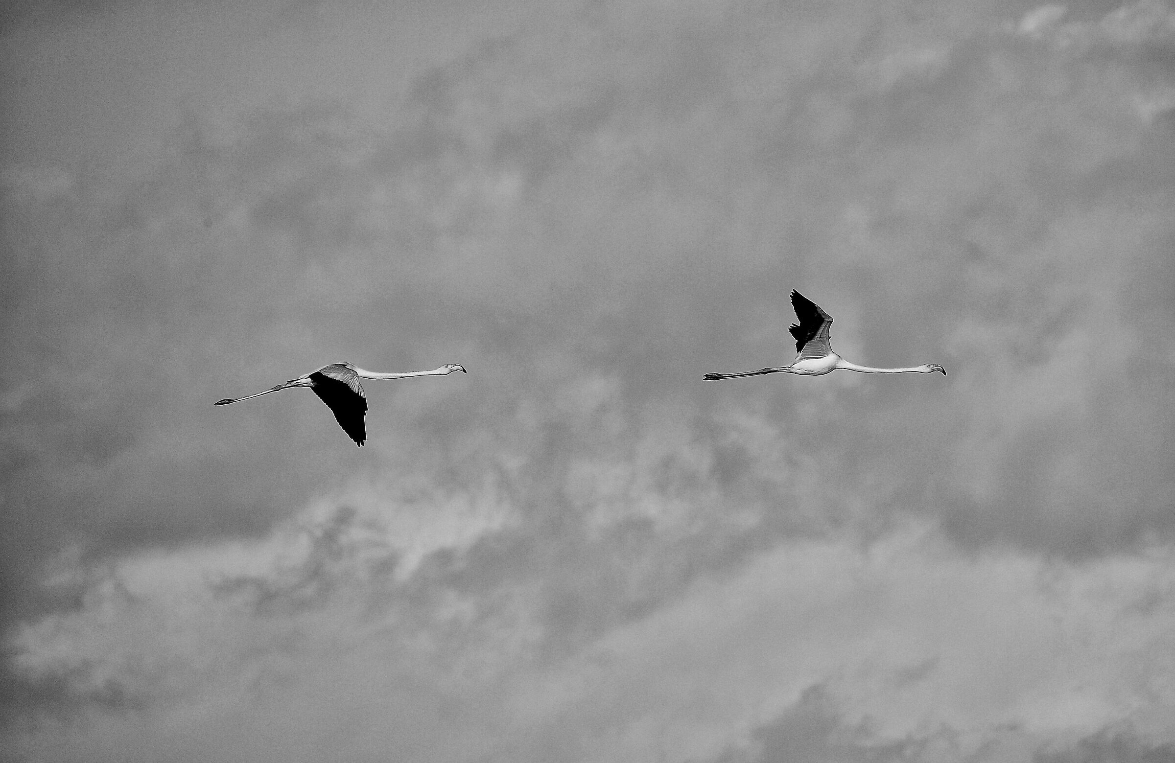 Pink Flamingos at the Swamps of Hell