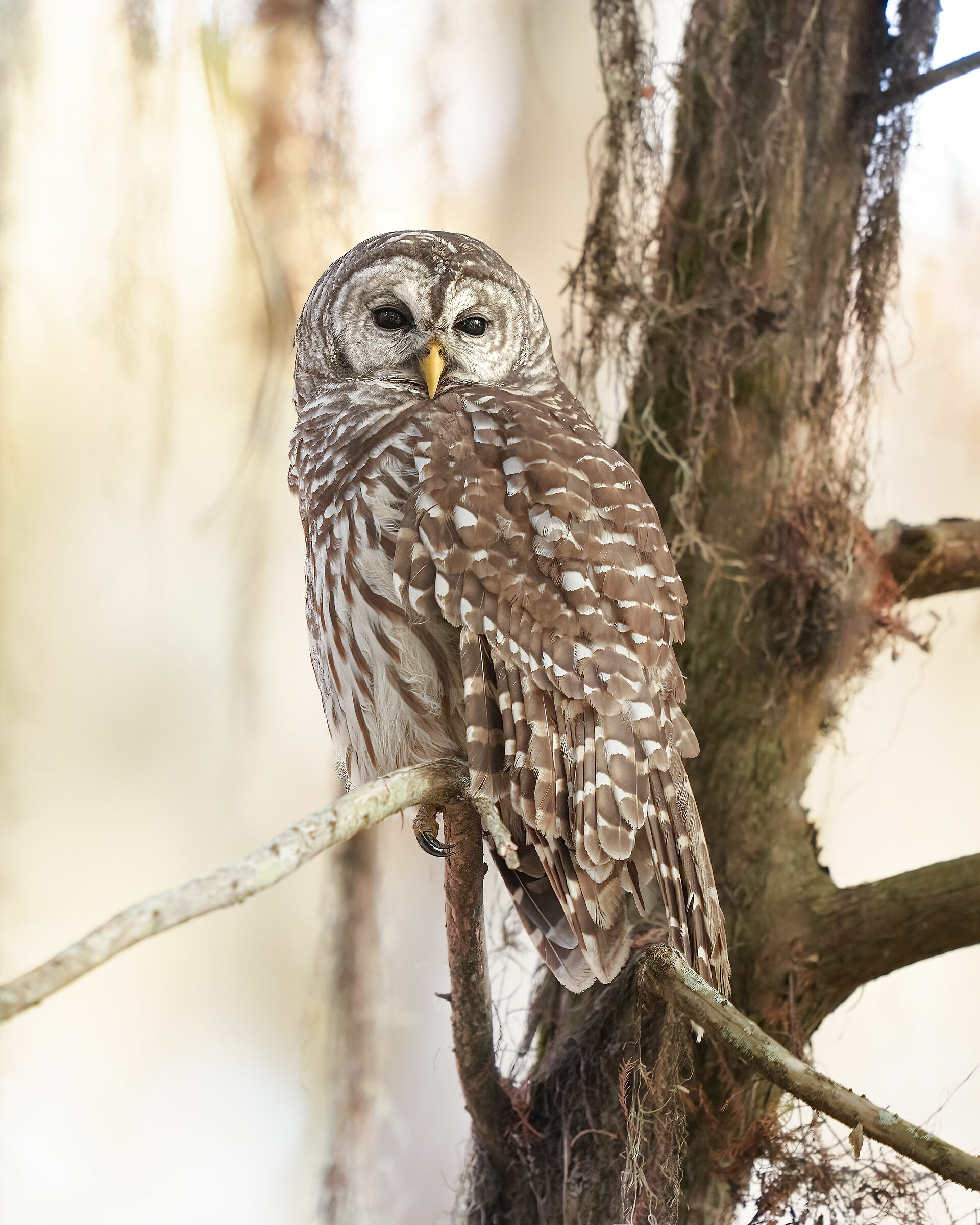 gufo della Louisiana