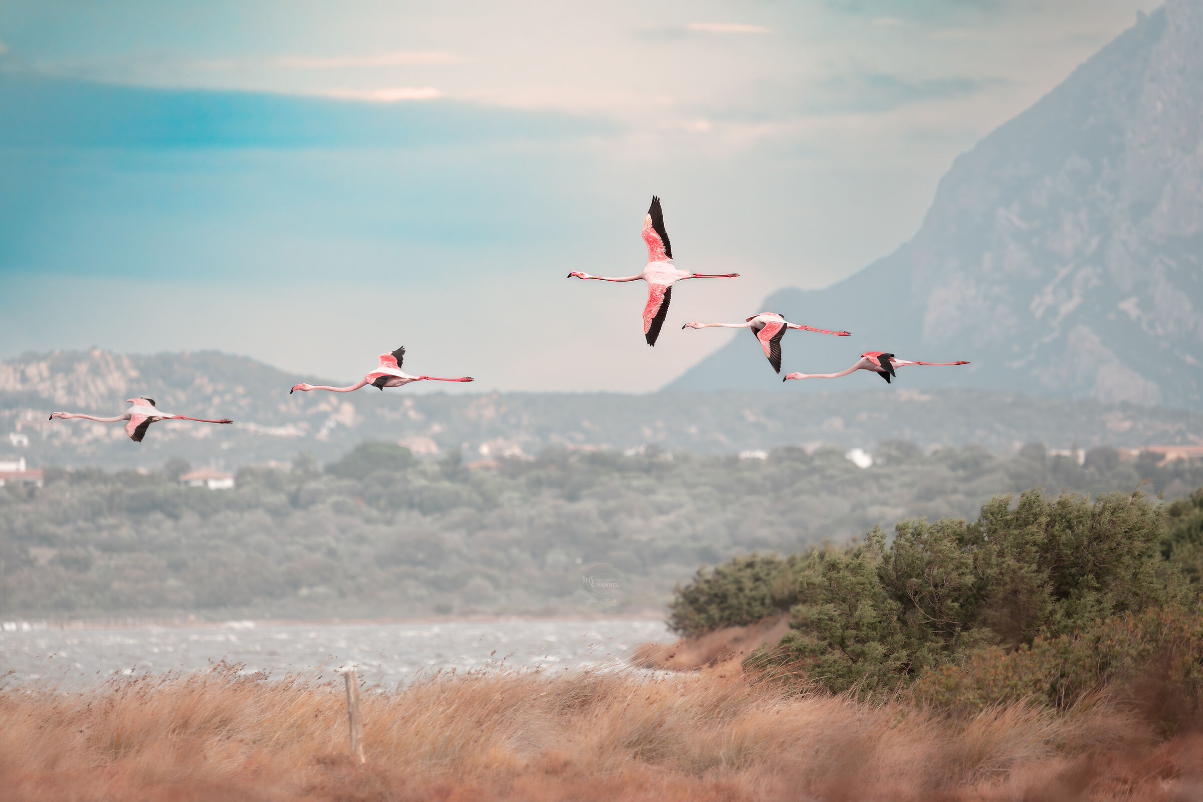 Flamingos in flight - San Teodoro Lagoon