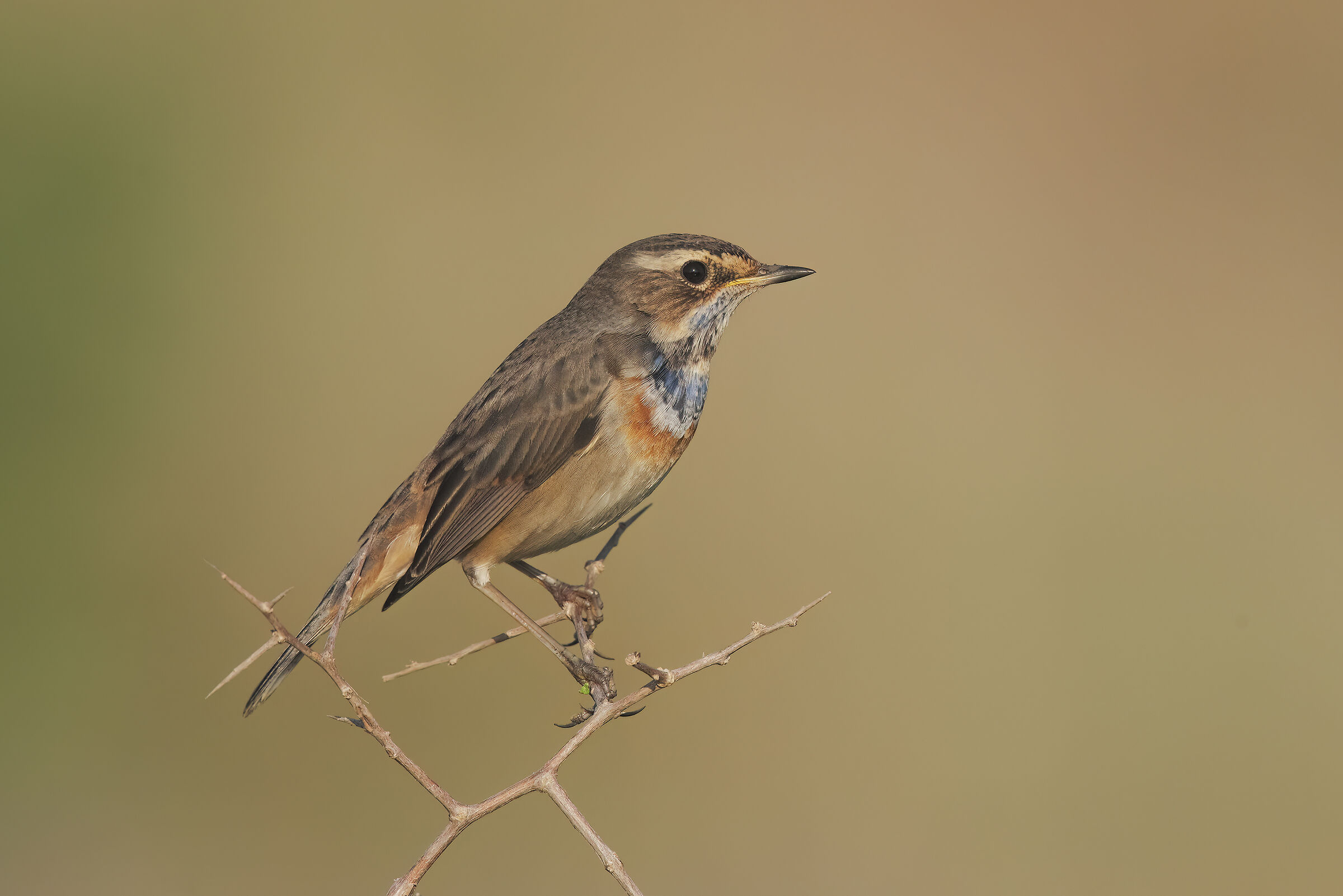 Bluethroat (M)