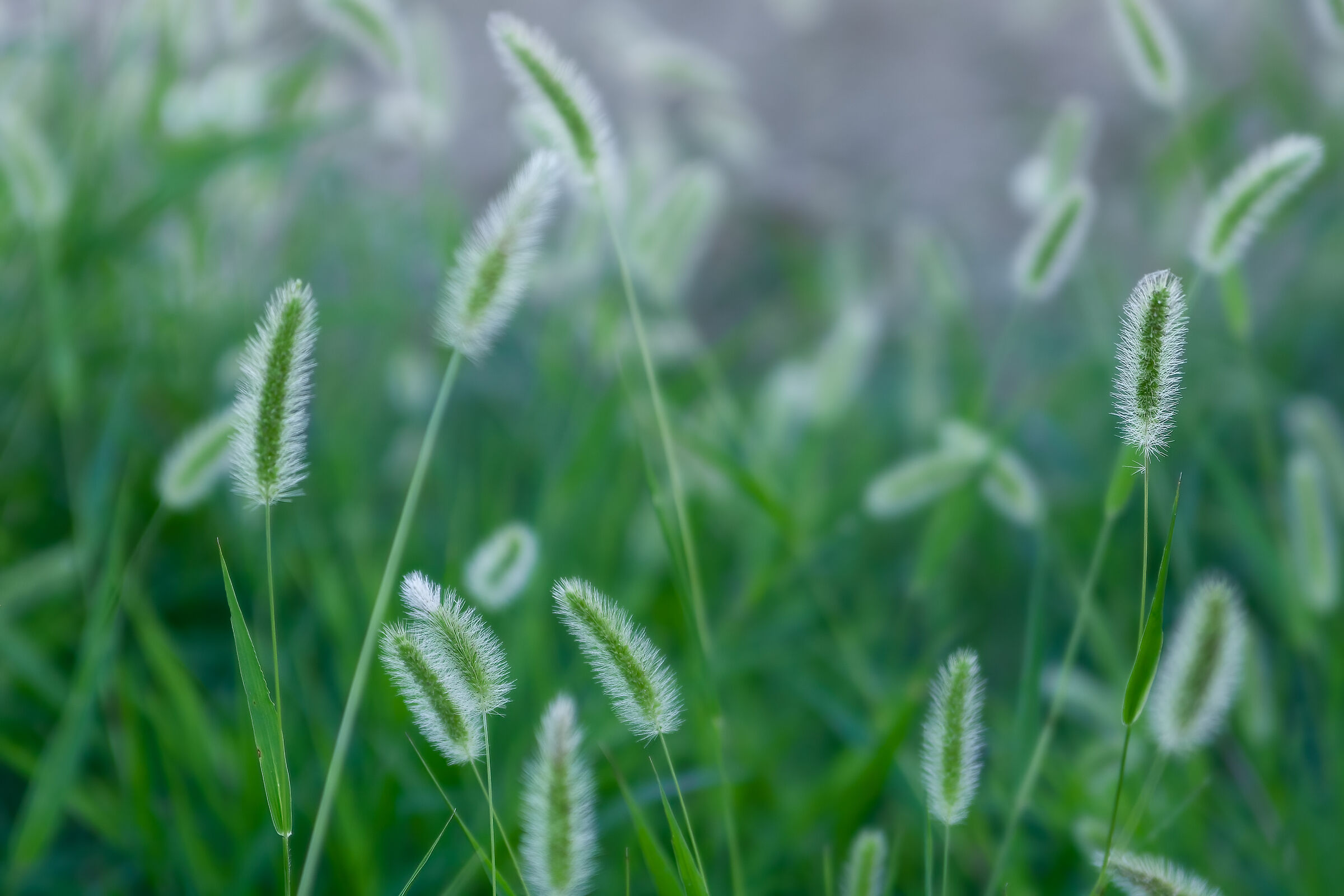 Ears of lawn