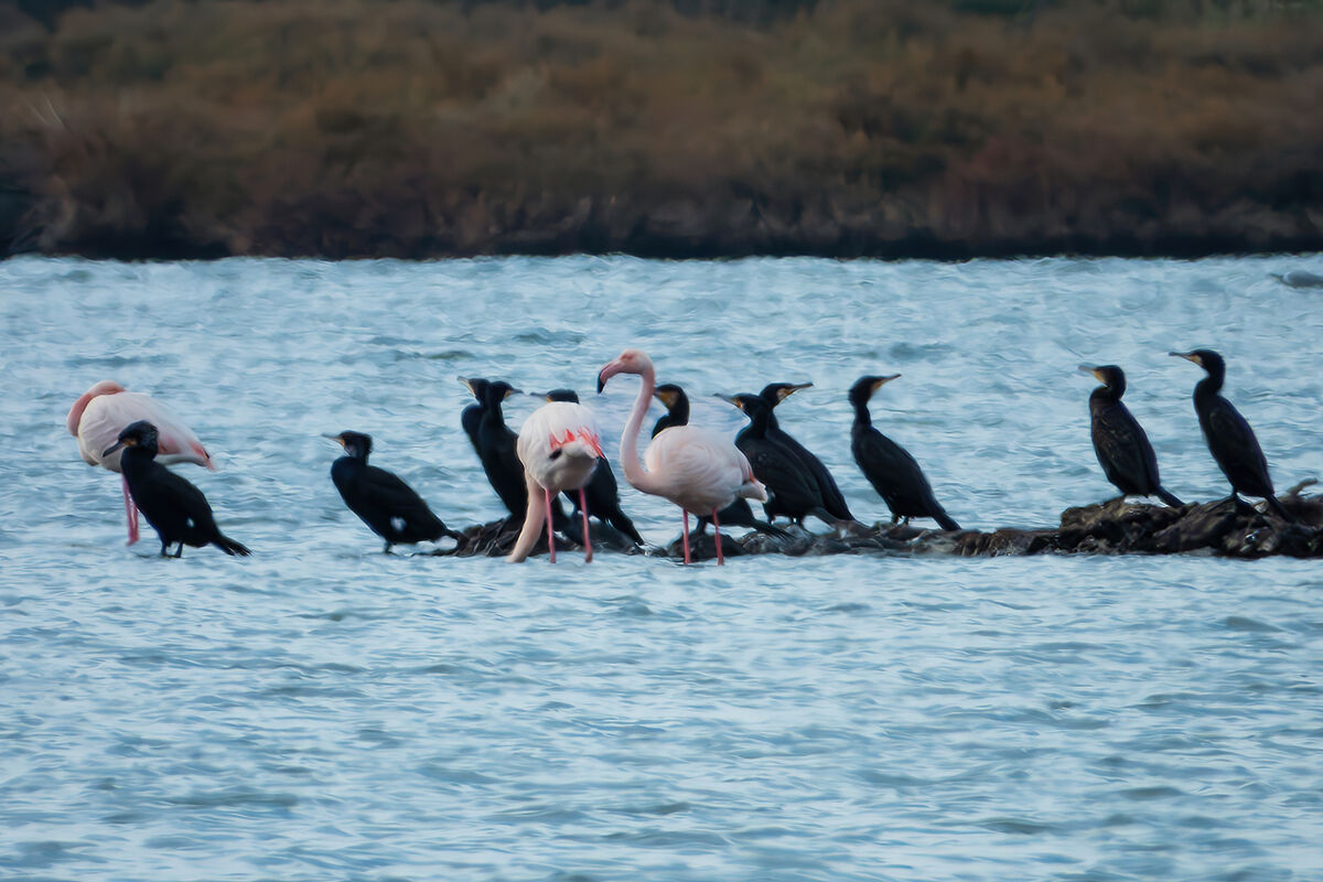 Cormorants and flamingos