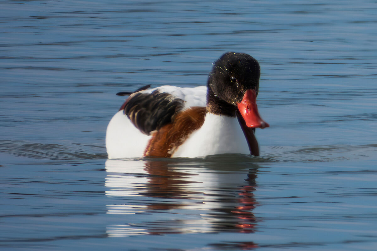 Common shelduck