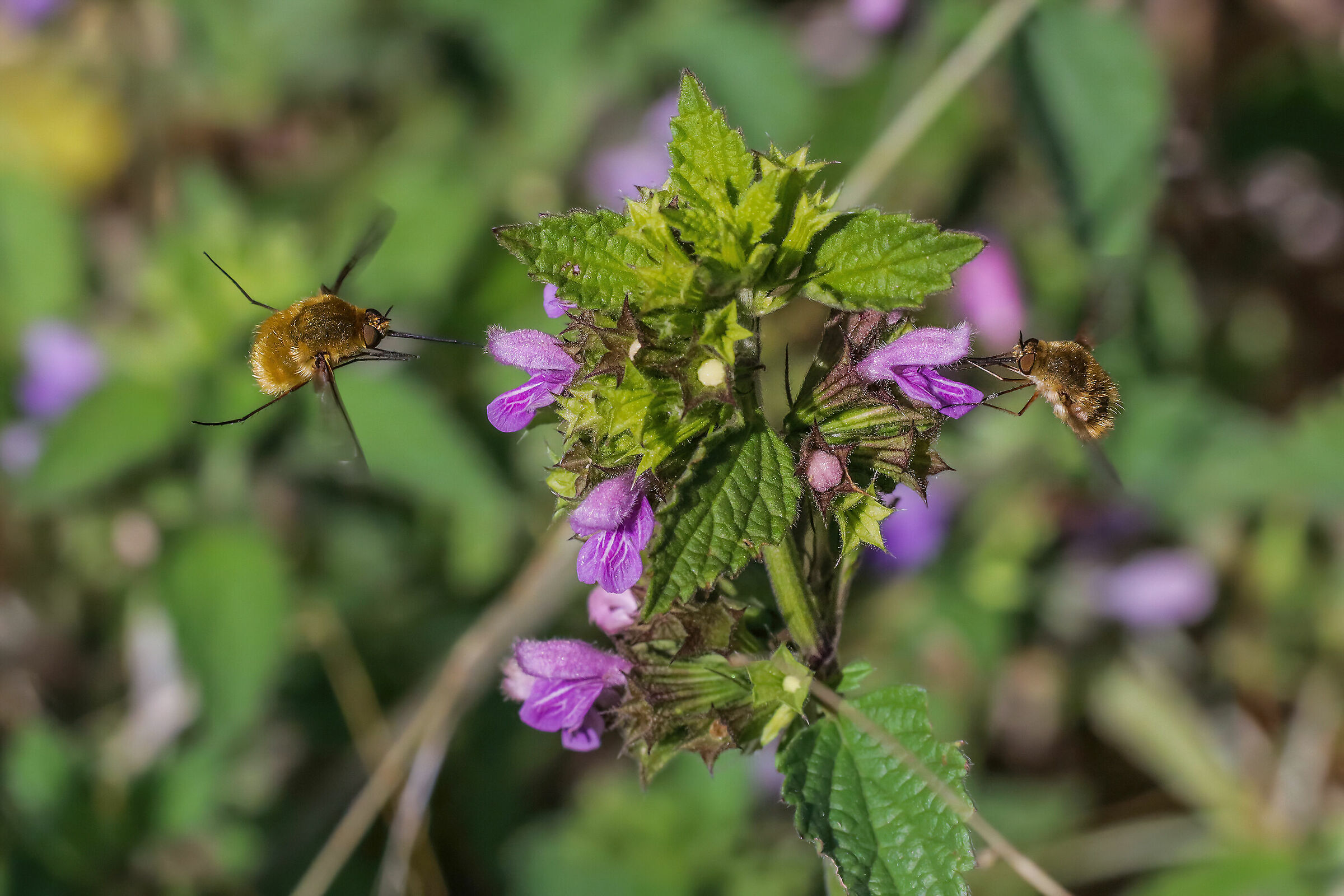 Bombylius sp. z o.o.