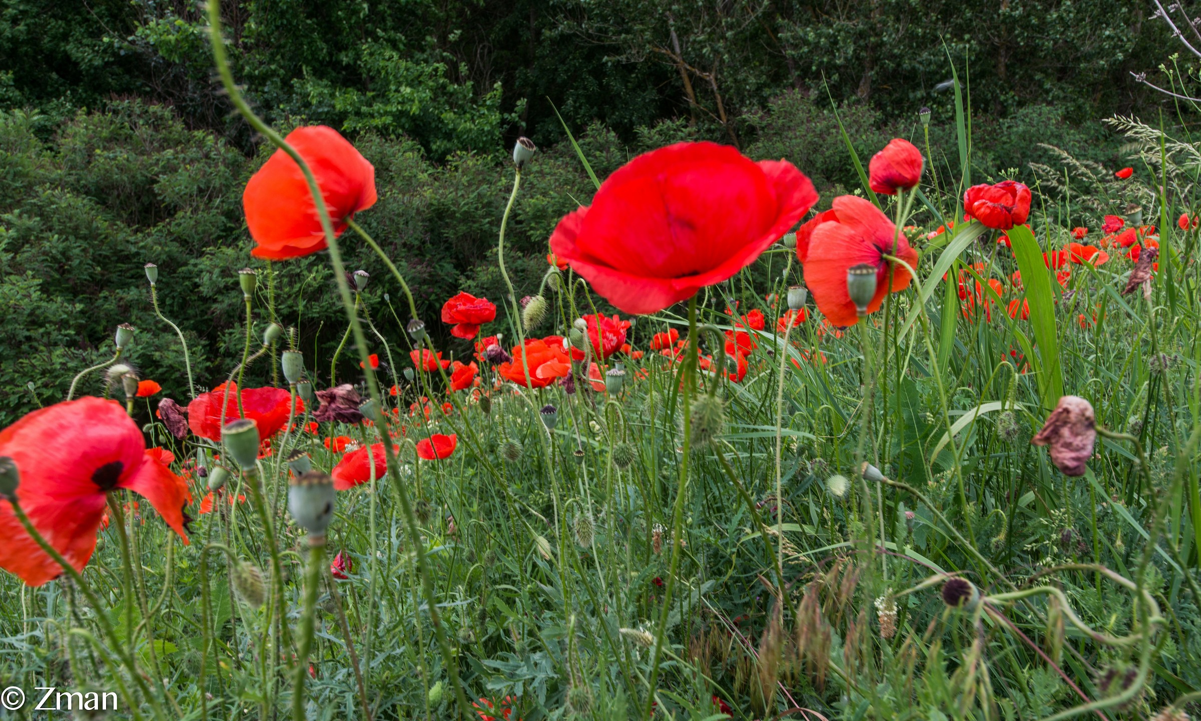 Coquelicot Wild Flowers