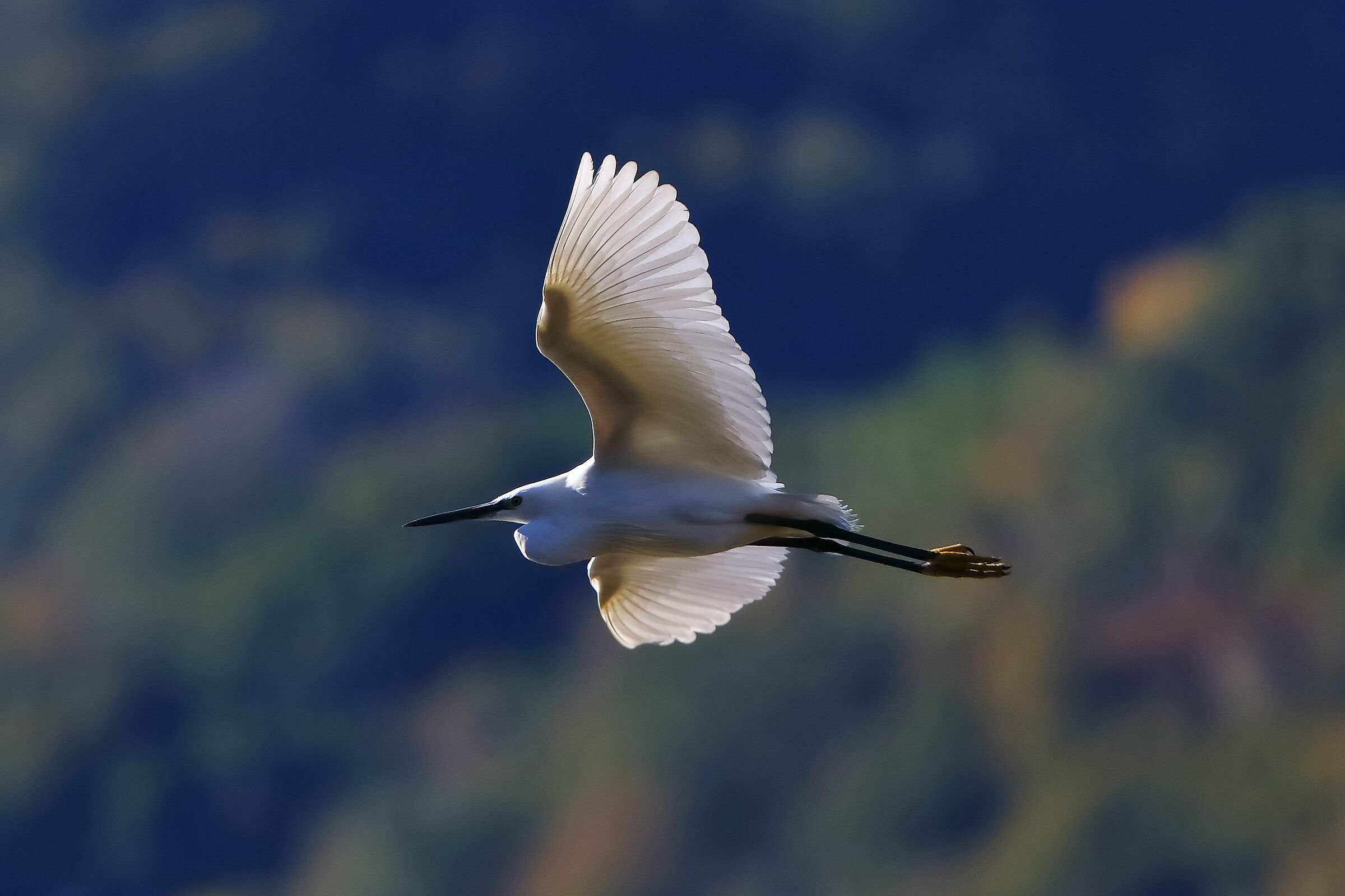 Little Egret 11-11-2023