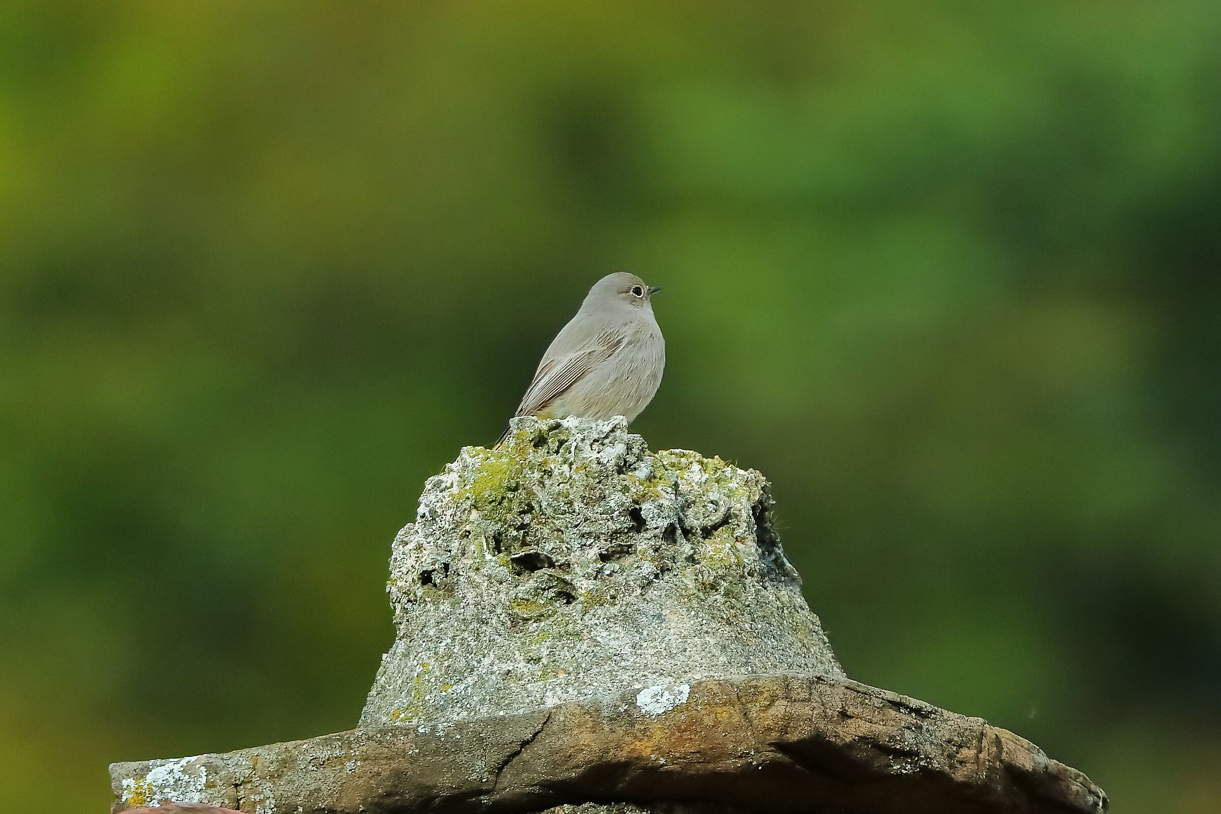 Redstart F 16-11-2023